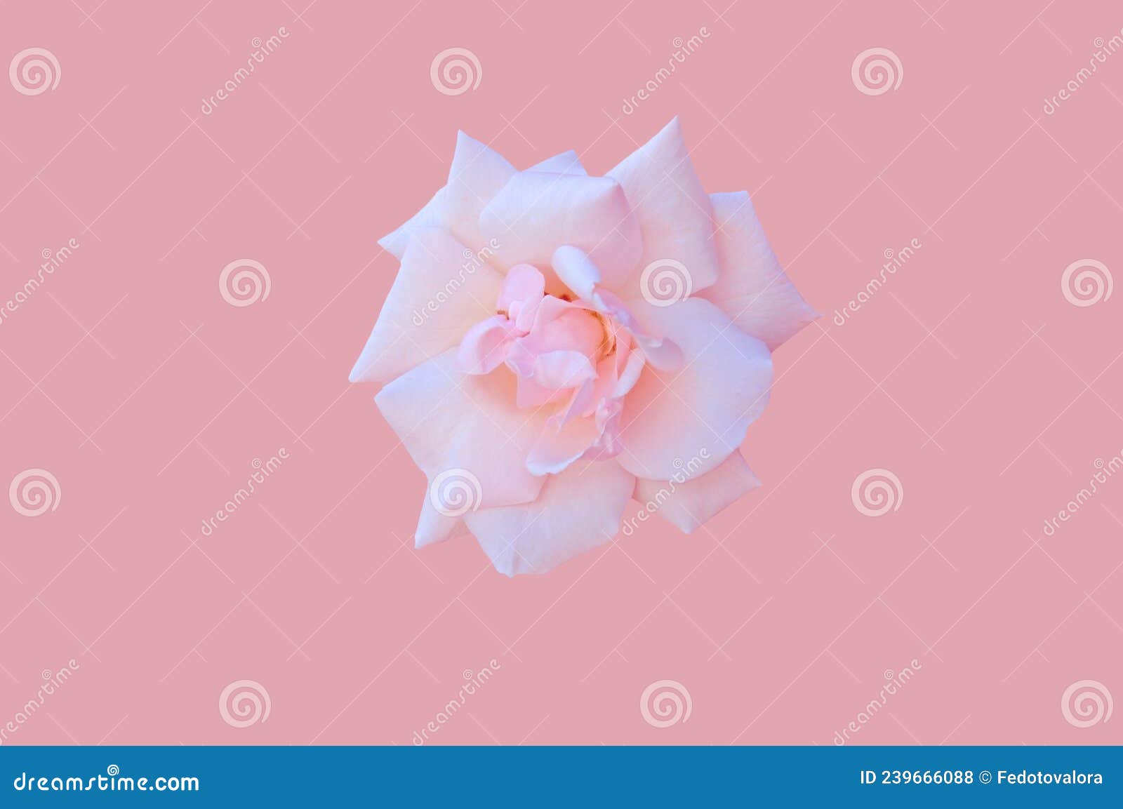 One Pink White Bright Beautiful Colorful Rose Top View Closeup on a ...