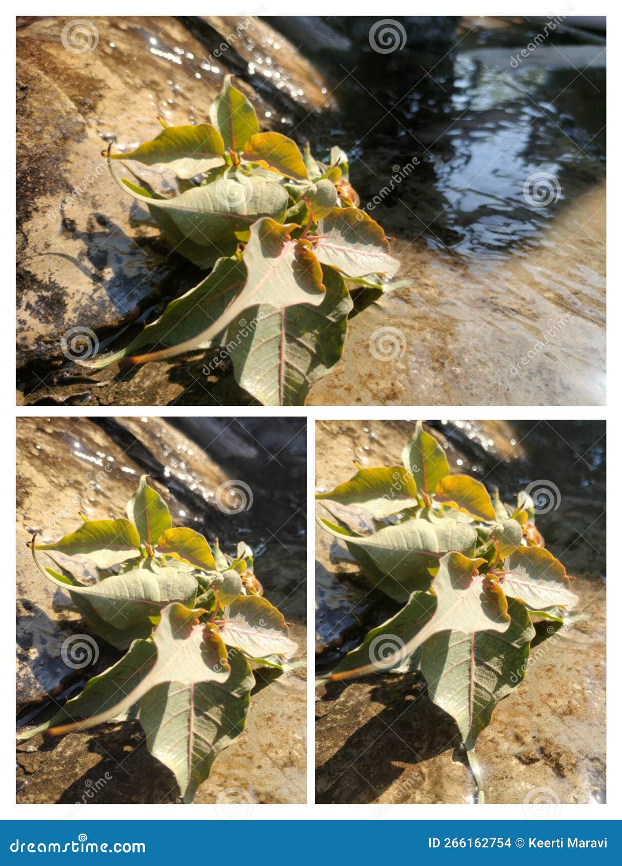 one plant and three different view