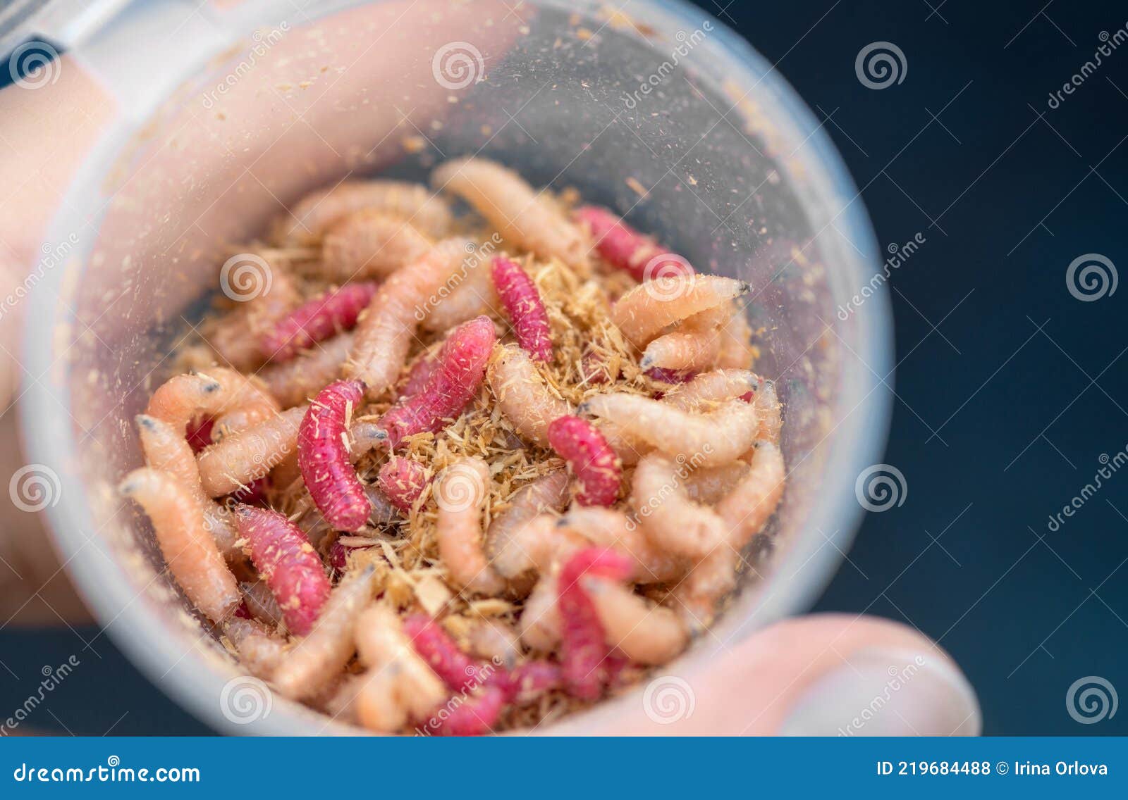 One Plastic Container with the Natural Fishing Bait White and Red