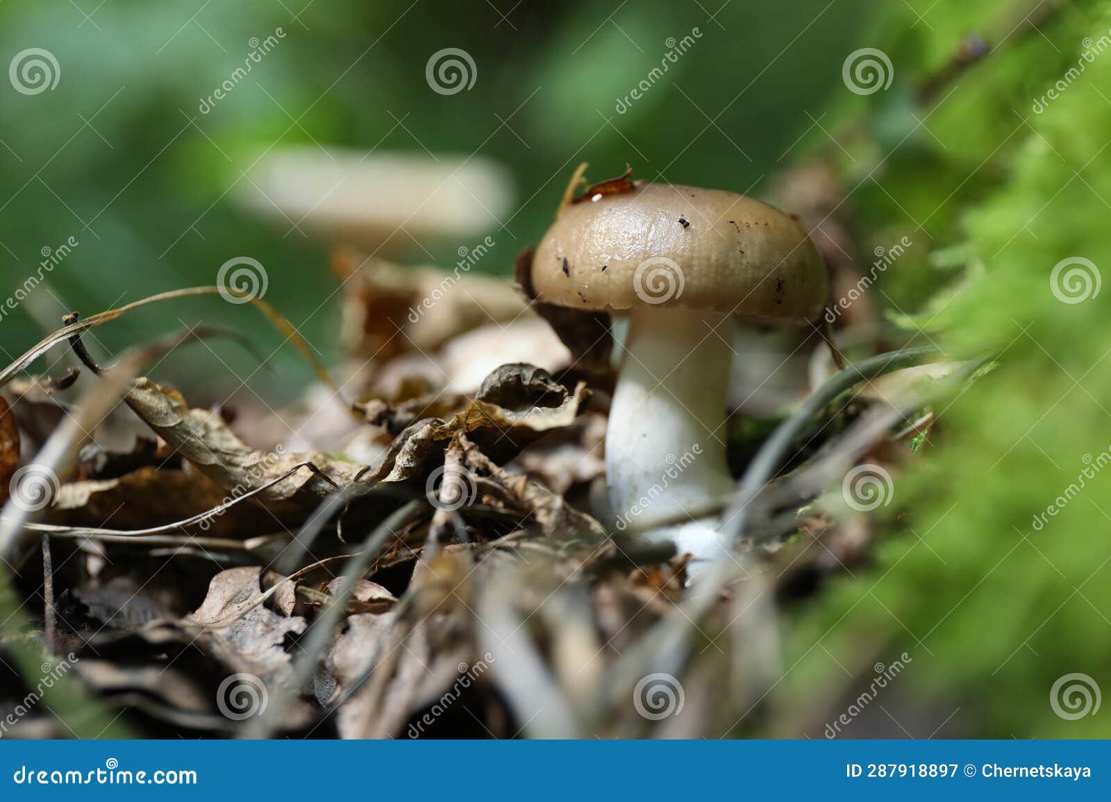 one poisonous mushroom growing among fallen leaves in forest, closeup. space for text