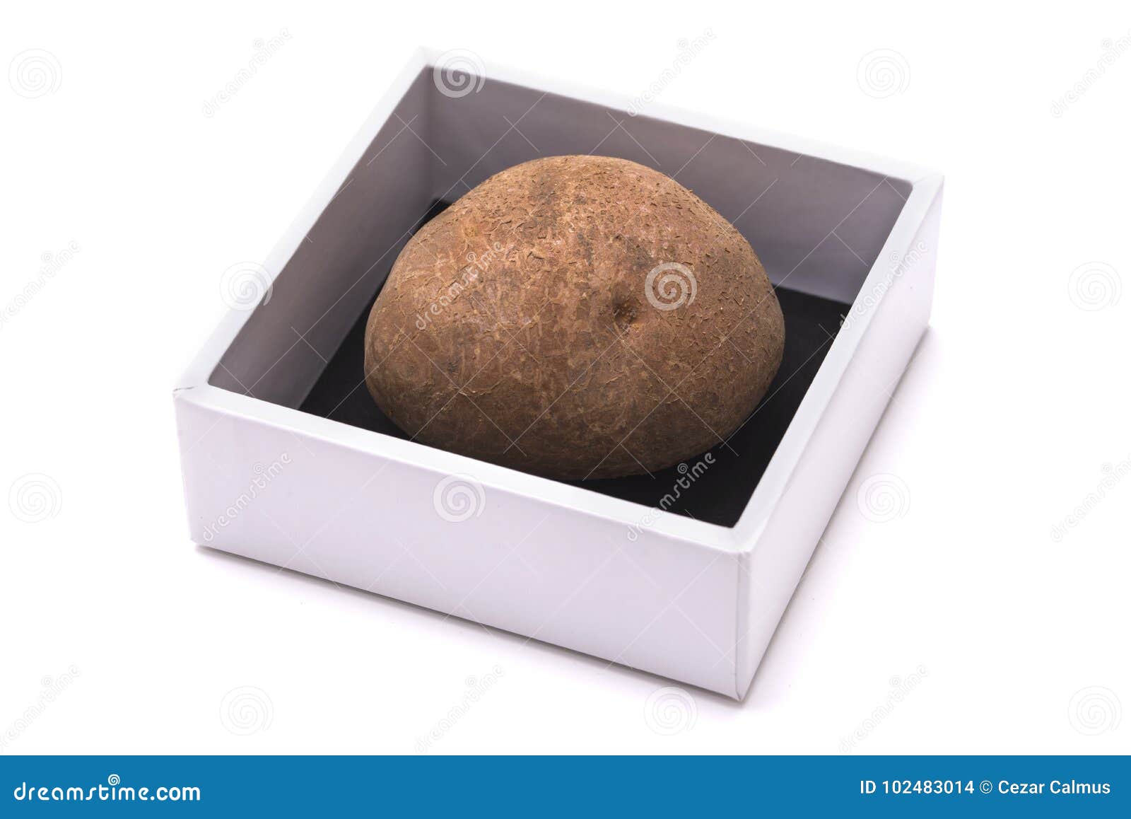 One potato in a gift box stock photo. Image of yellow 102483014