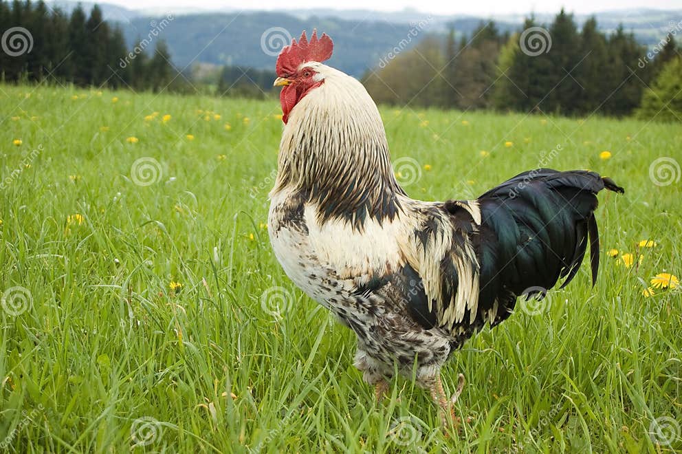 One pride rooster stock image. Image of poultry, barnyard 23476593