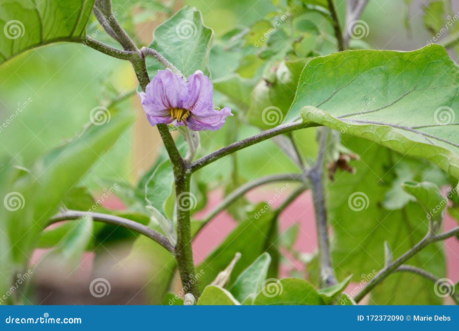 An Eggplant Blossom in the Garden Stock Photo Image of promise
