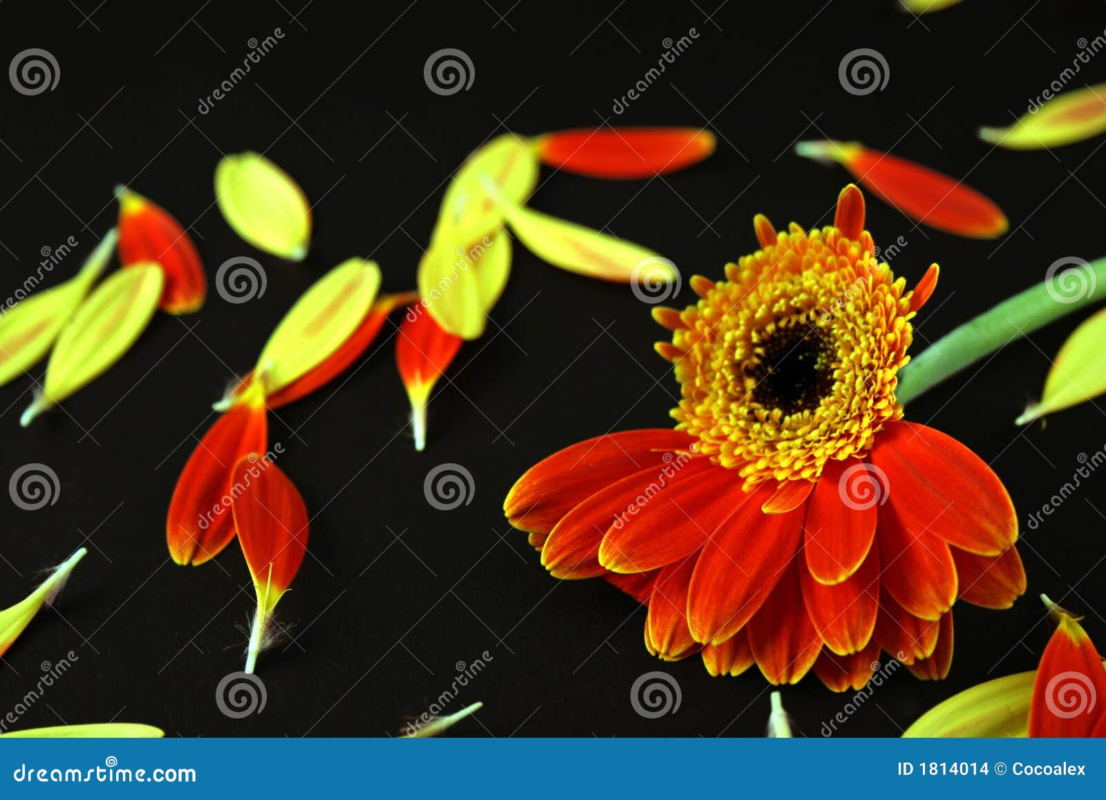 One Quarter from a Flower on a Black Background Stock Photo Image of