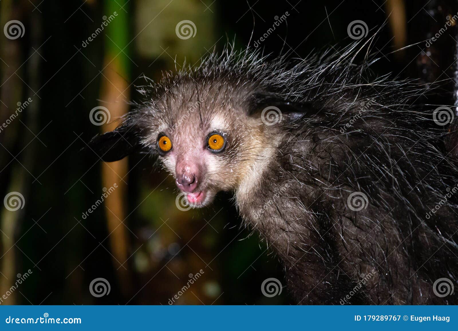 the rare aye-aye lemur that is only nocturnal