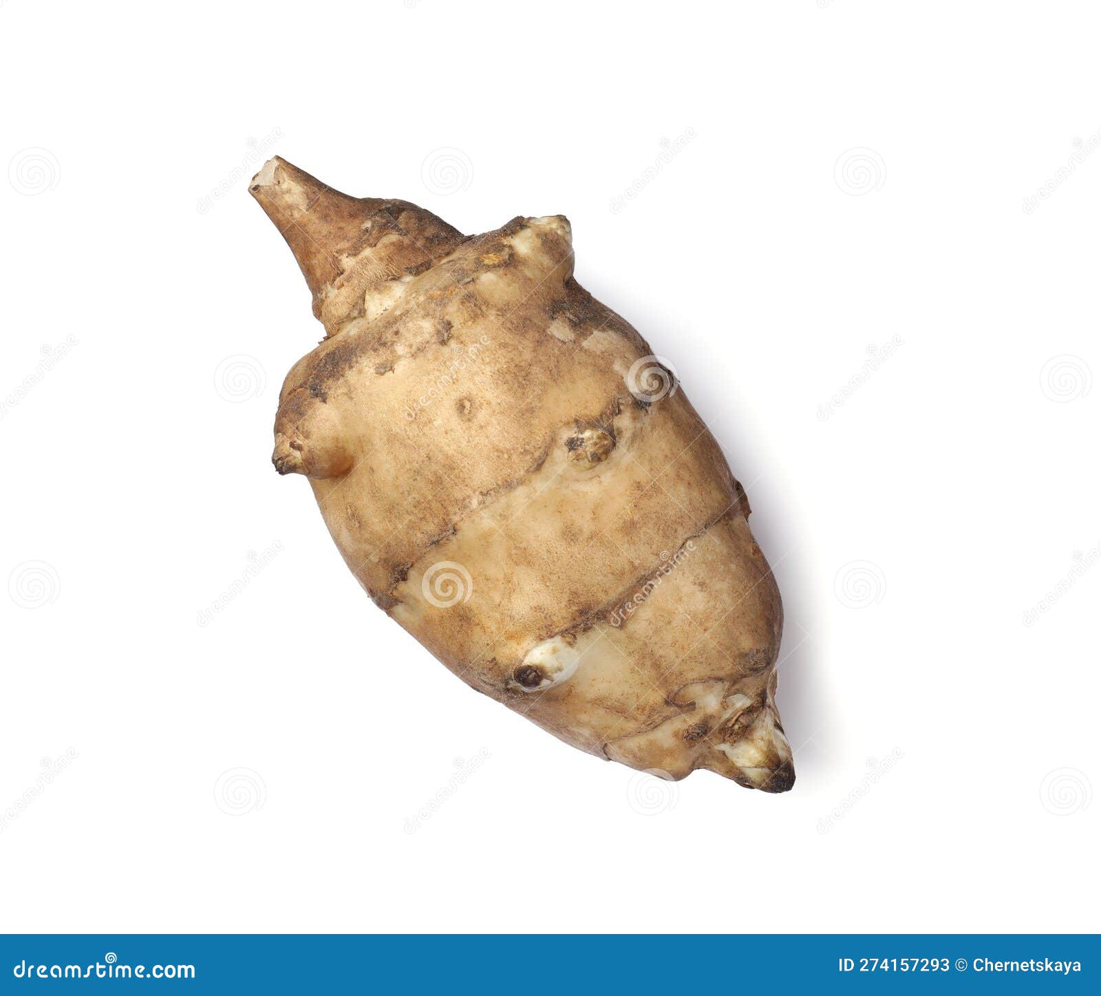 One Raw Jerusalem Artichoke Isolated on White Stock Image Image of