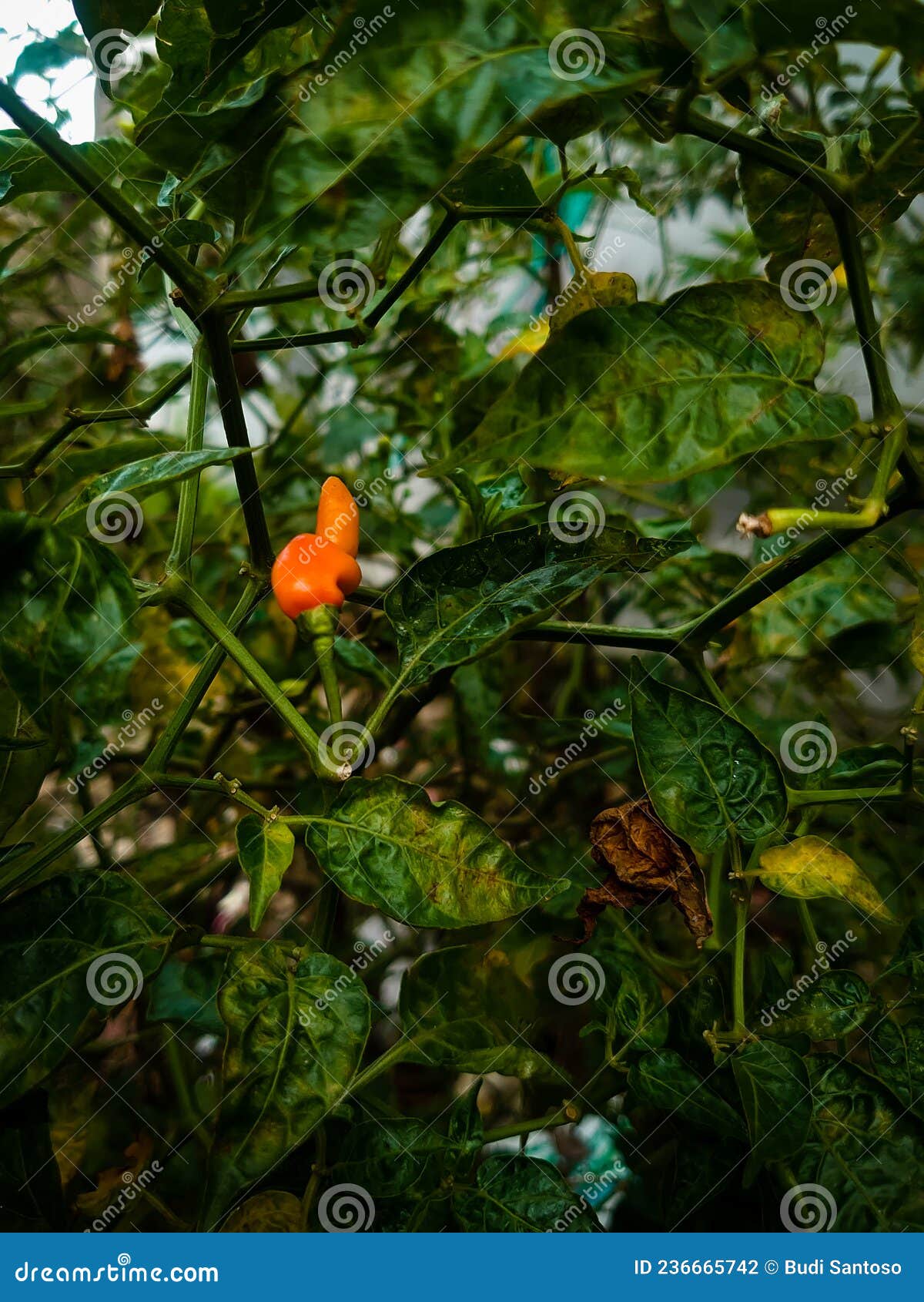one red cayenne pepper hanging from a tree branch