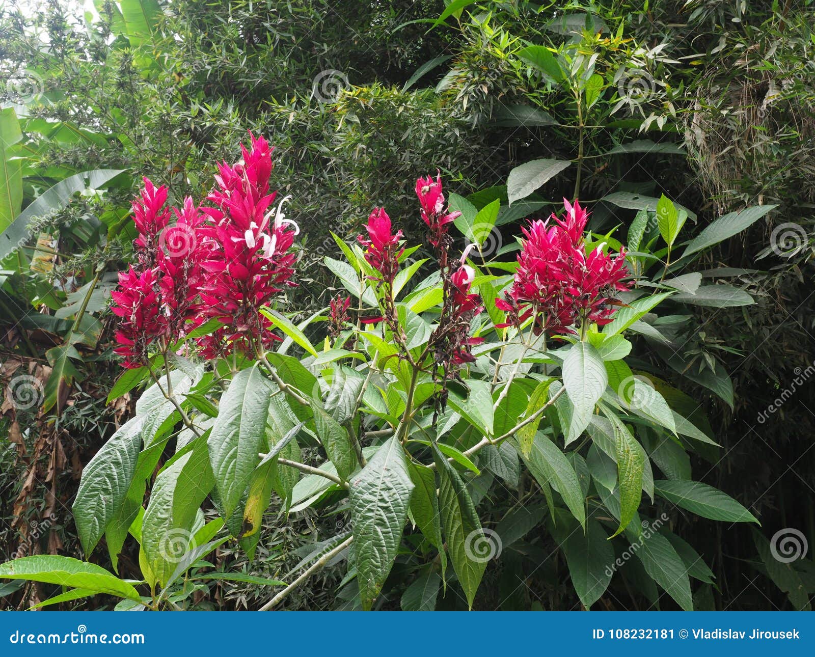 Red Flowers Tropical Plants, Mindo, Ecuador Stock Image Image of