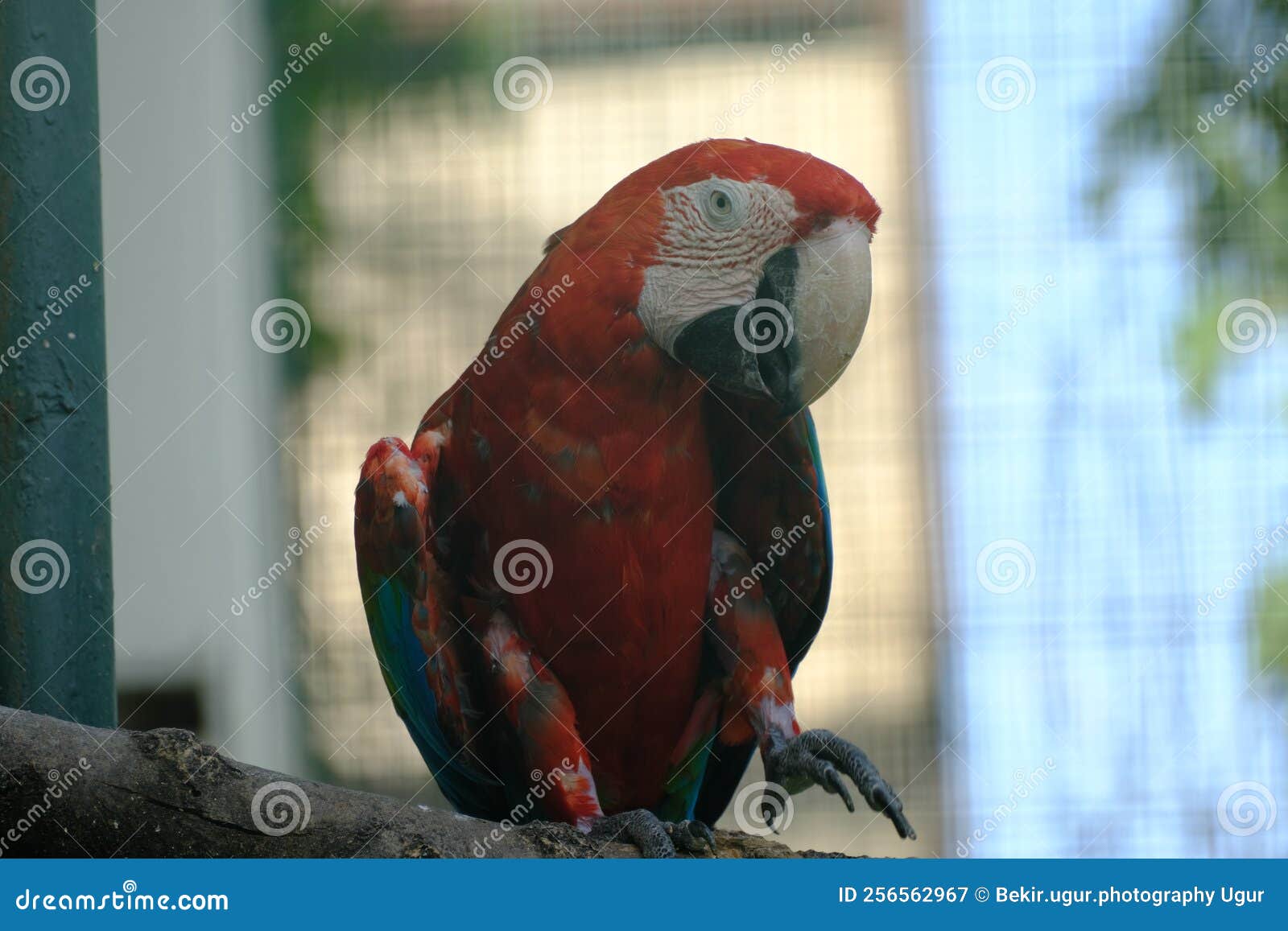 Macaws stock image. Image of birds, feather, young, beautiful 256562967