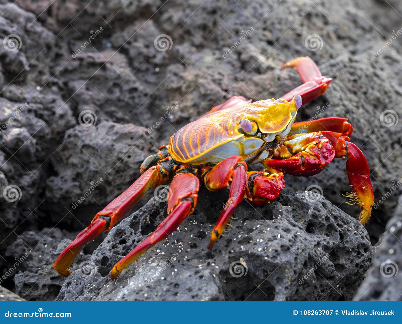 the red rock crab, grapsus grapsus, is very abundant in the galapagos. santa cruz island in galapagos national park, equador