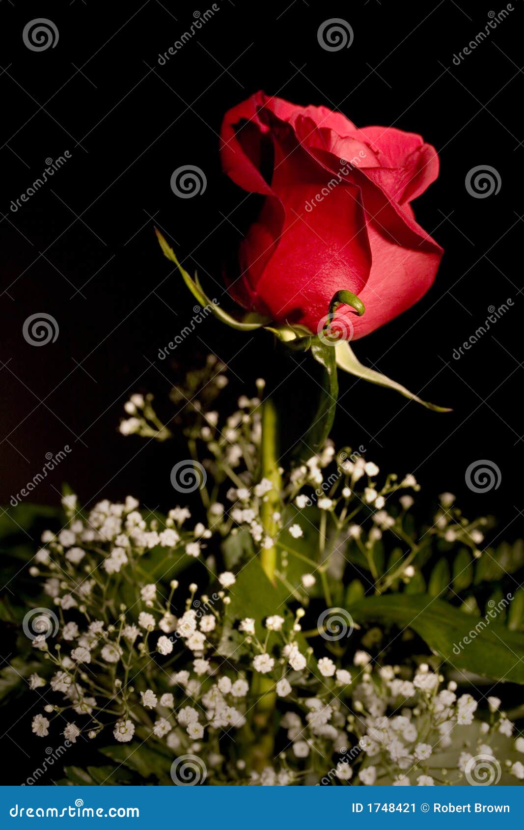 One Red Rose stock image. Image of colorful, rich, bright 1748421