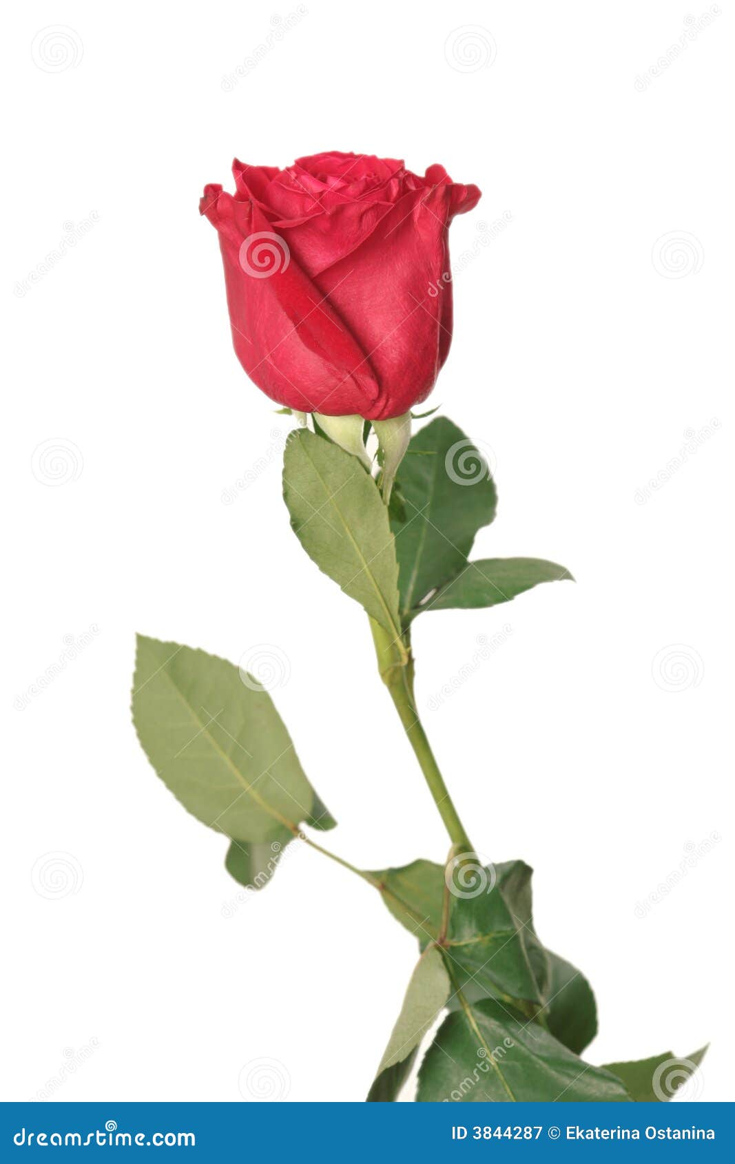One Red Rose Stock Image Image Of Valentin Petals Plant 3844287
