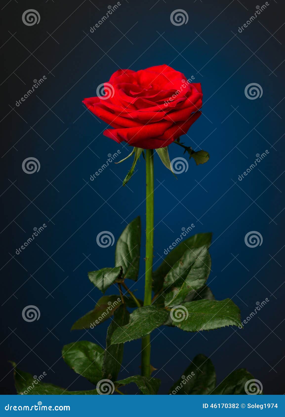 One Red Rose on Black Background Stock Photo Image of closeup, single