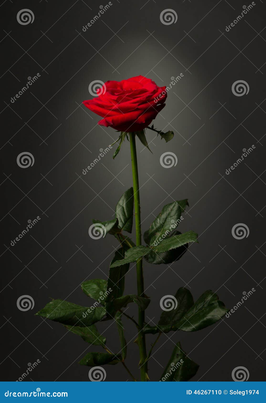 One Red Rose on Black Background Stock Photo Image of nature, petal