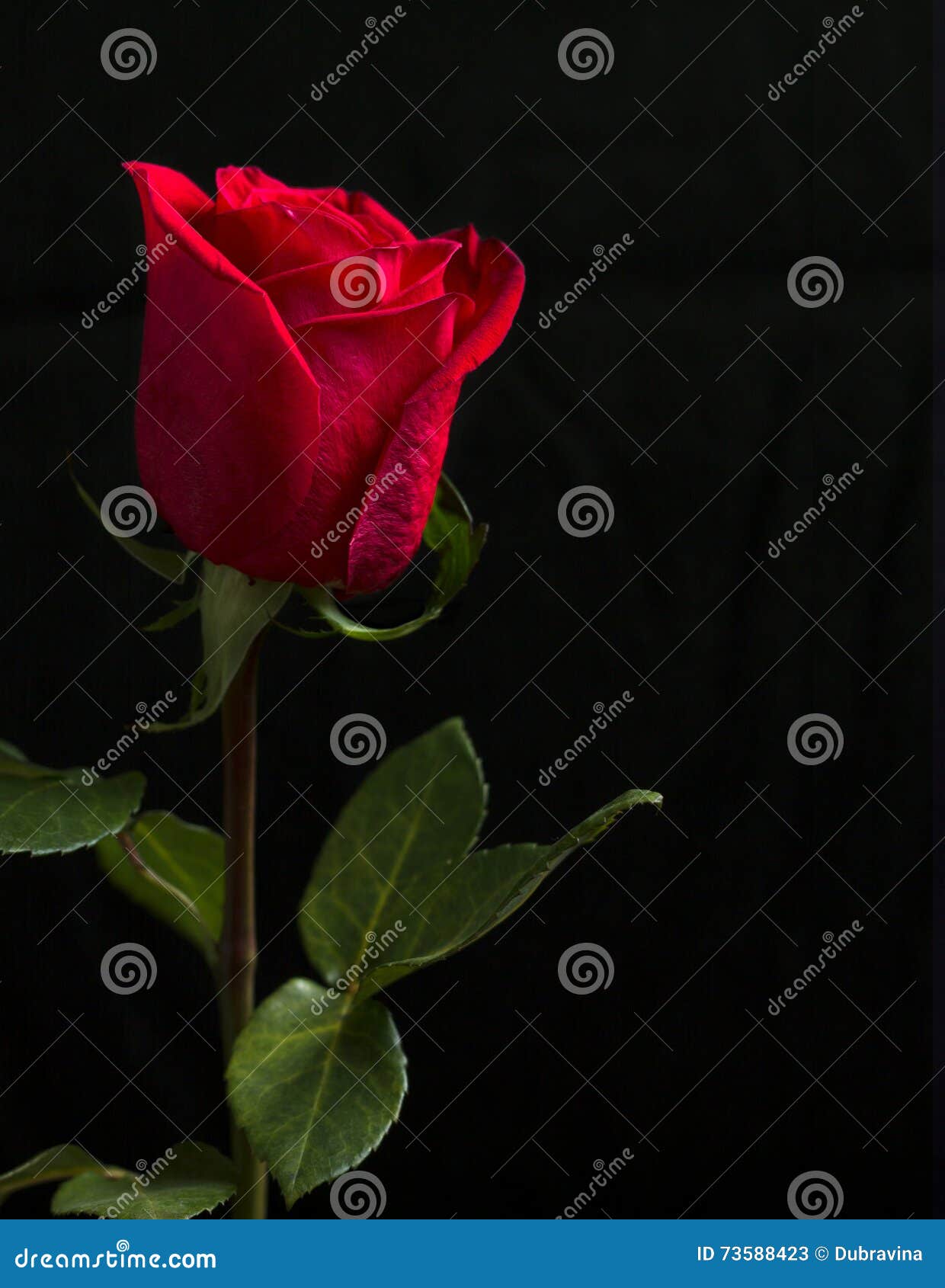 62,436 Red Rose Black Background Stock Photos - Free & Royalty-Free Stock  Photos from Dreamstime