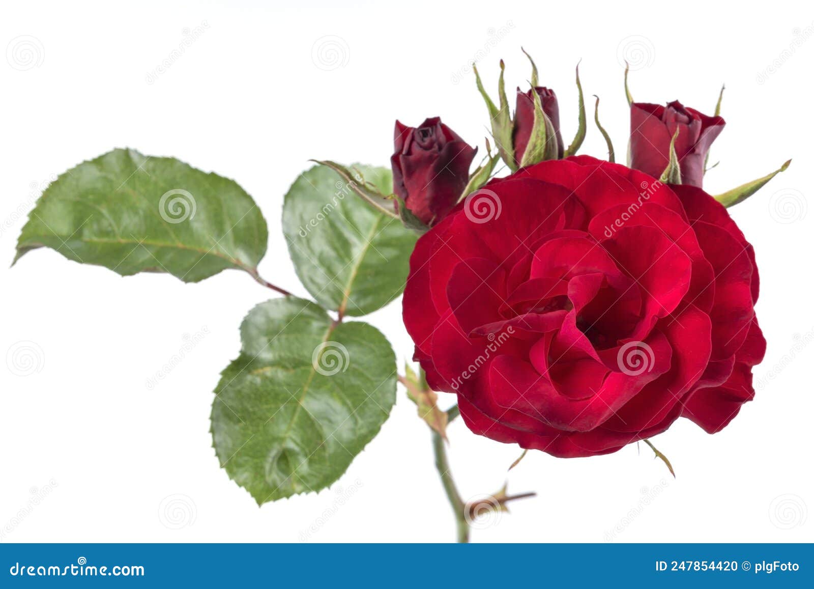 One Red Rose with Buds and Leaves Isolated on White Stock Photo - Image ...