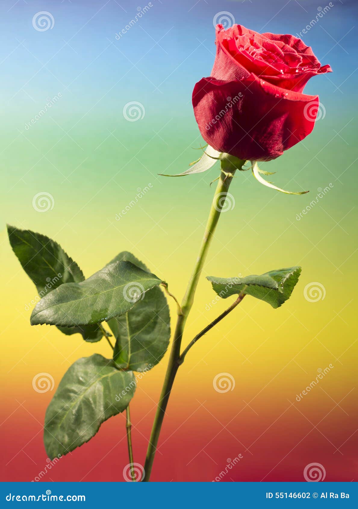 One Red Rose in Colored Background Stock Photo Image of drop, bouquet