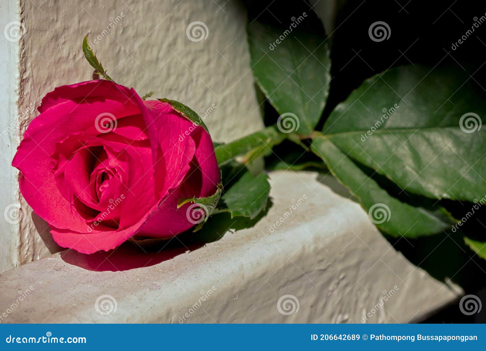 The one red rose on fence stock image. Image of leaf 206642689