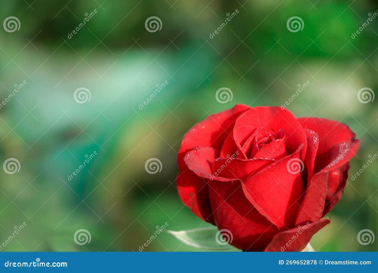 One Red Rose on Green Background Stock Photo Image of floral, flower