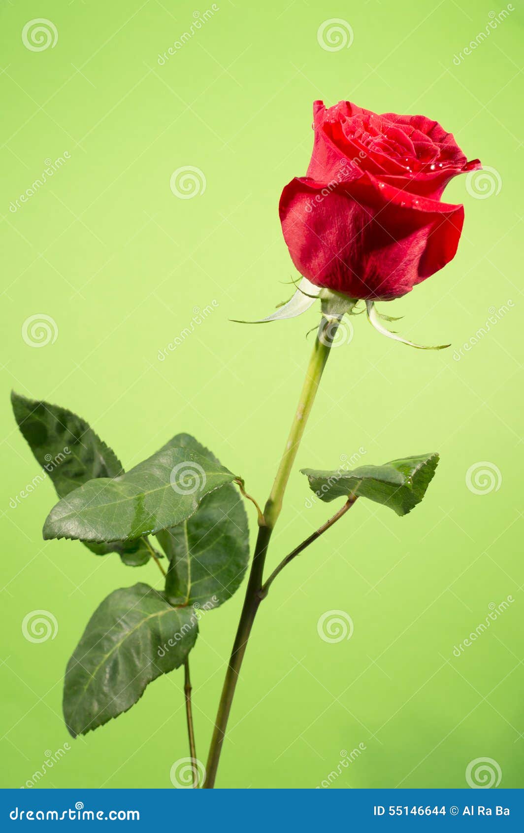 Hoa Hồng Đỏ (Red rose): Với độ sắc nét và độ tươi sáng của một nụ Hoa Hồng Đỏ, hình ảnh này chỉ đơn giản là đẹp đến ngỡ ngàng. Hãy cùng tận hưởng sự rực rỡ và ấm áp của một nụ hoa hồng đỏ tuyệt vời.