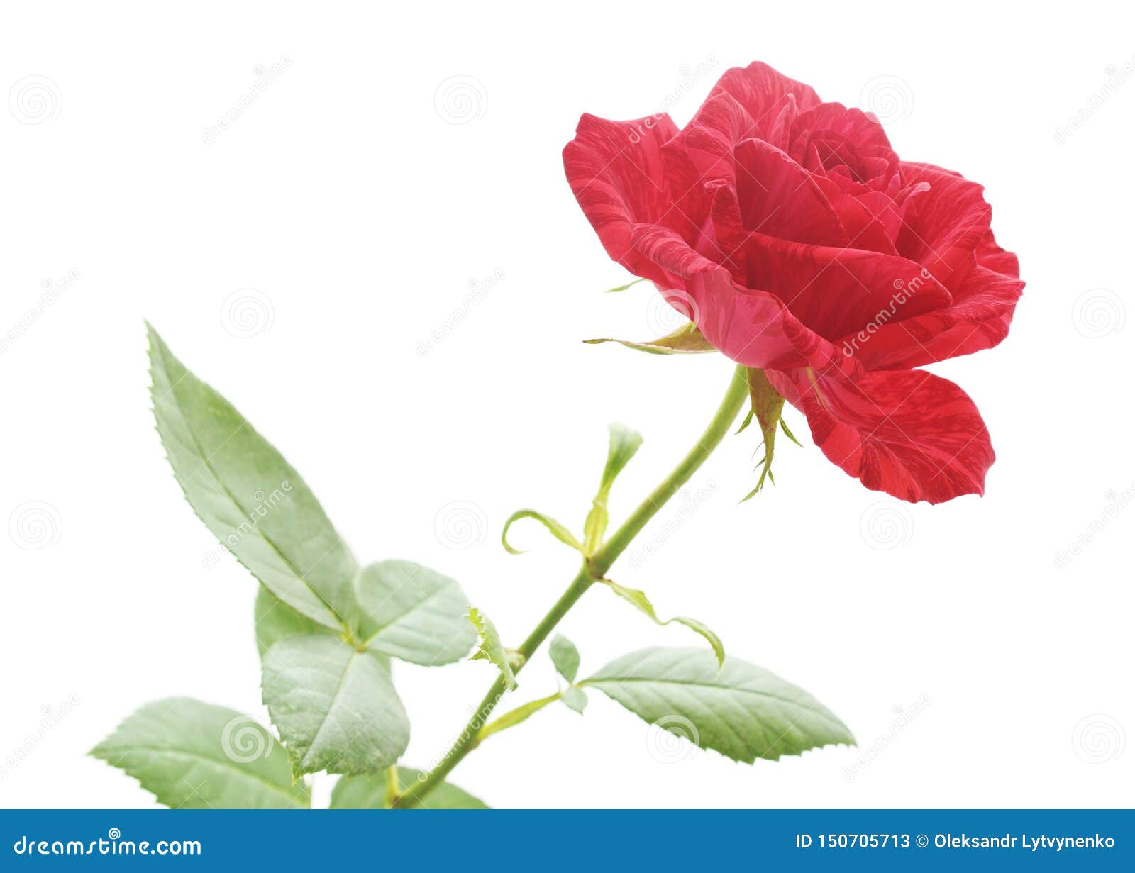 One red rose stock image. Image of white, plant, flowers - 150705713