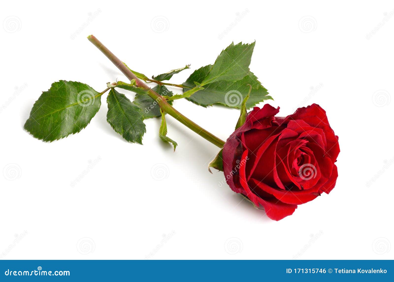 one red rose  on white background. full dept of field