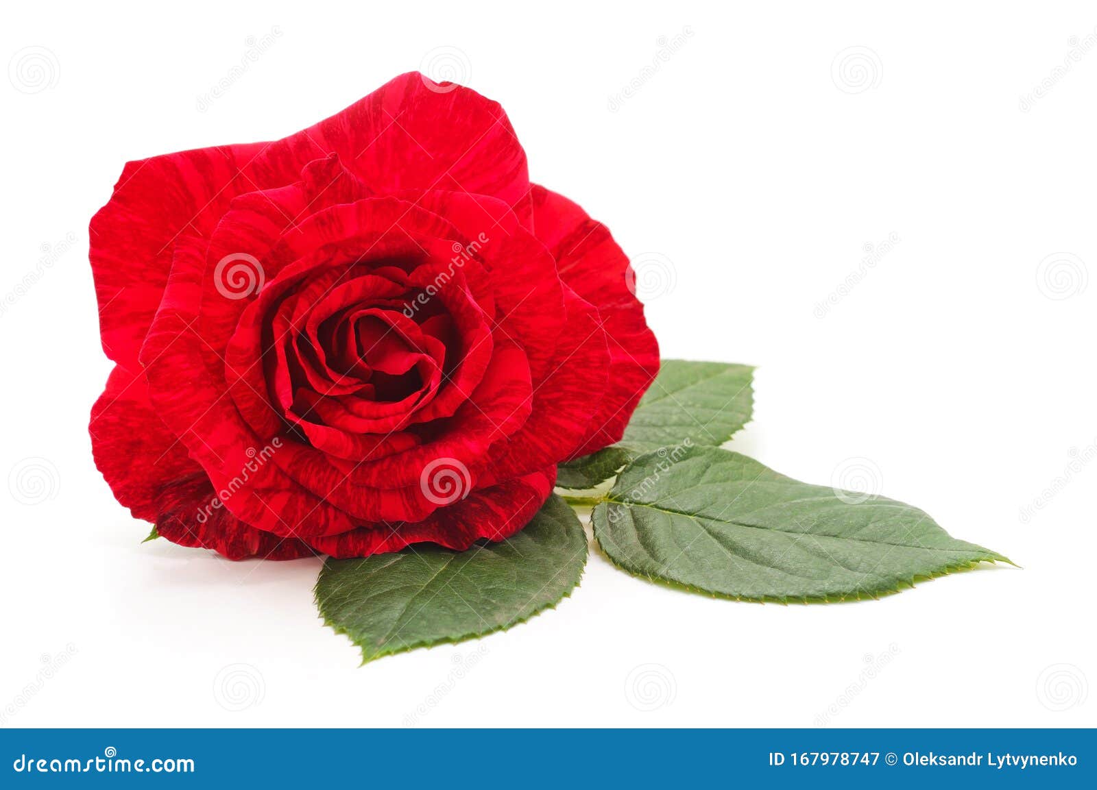 One red rose stock image. Image of passion, love, closeup 167978747