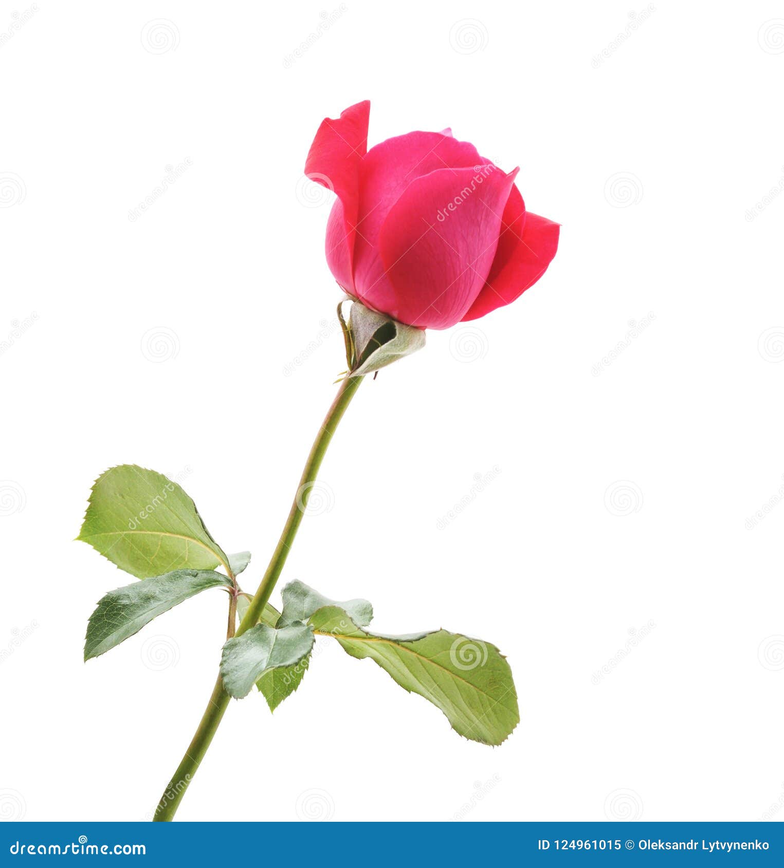 One red rose. stock image. Image of closeup, background 124961015