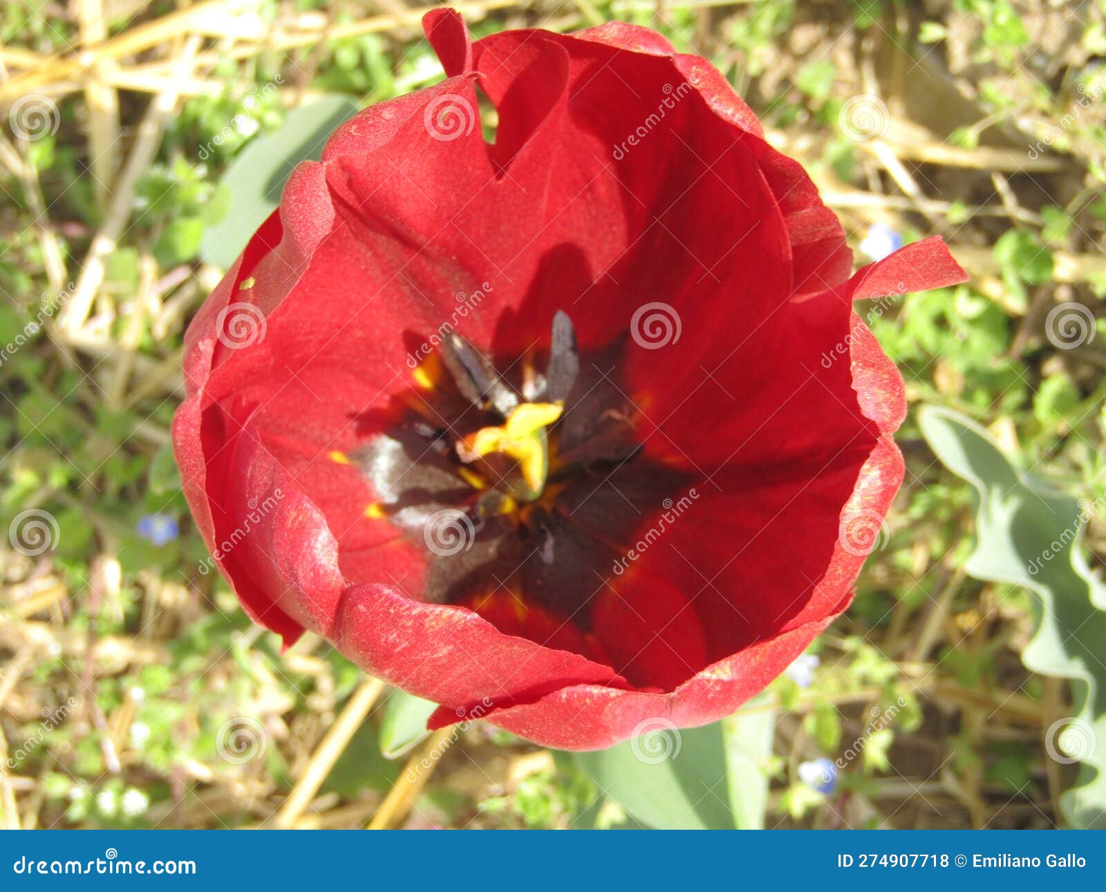 one red tulip