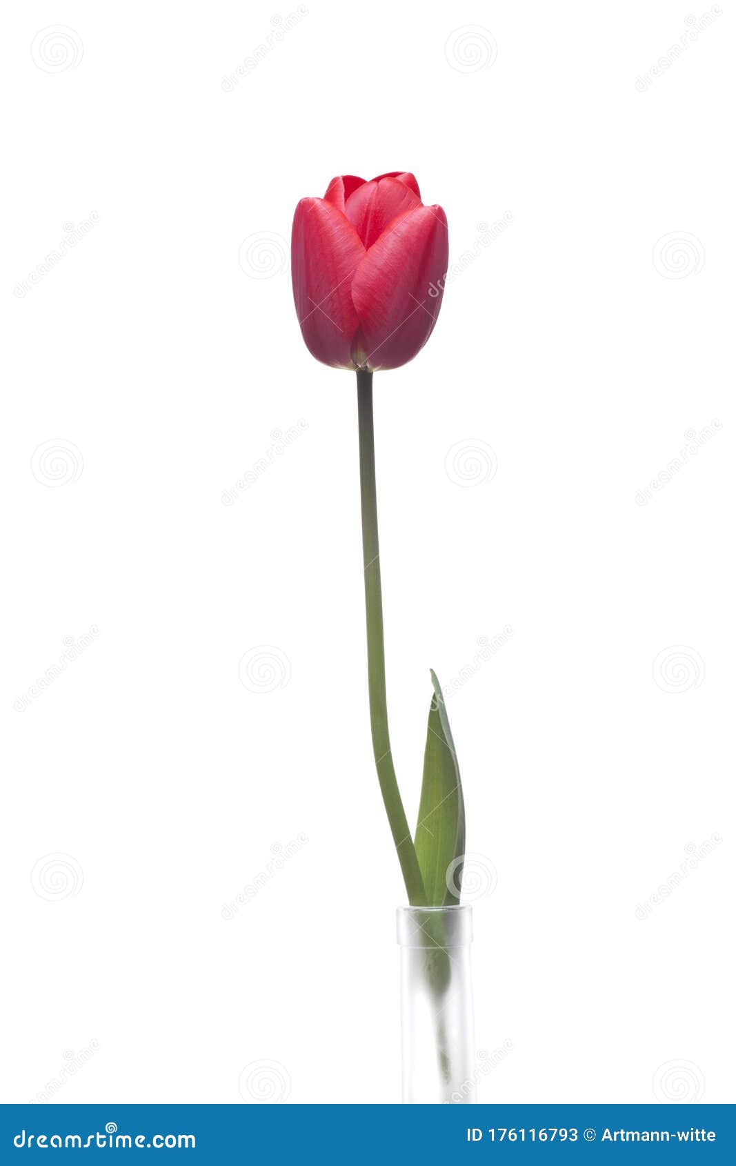 One Red Tulip in a Vase of Glass Stock Image Image of spring, white 176116793