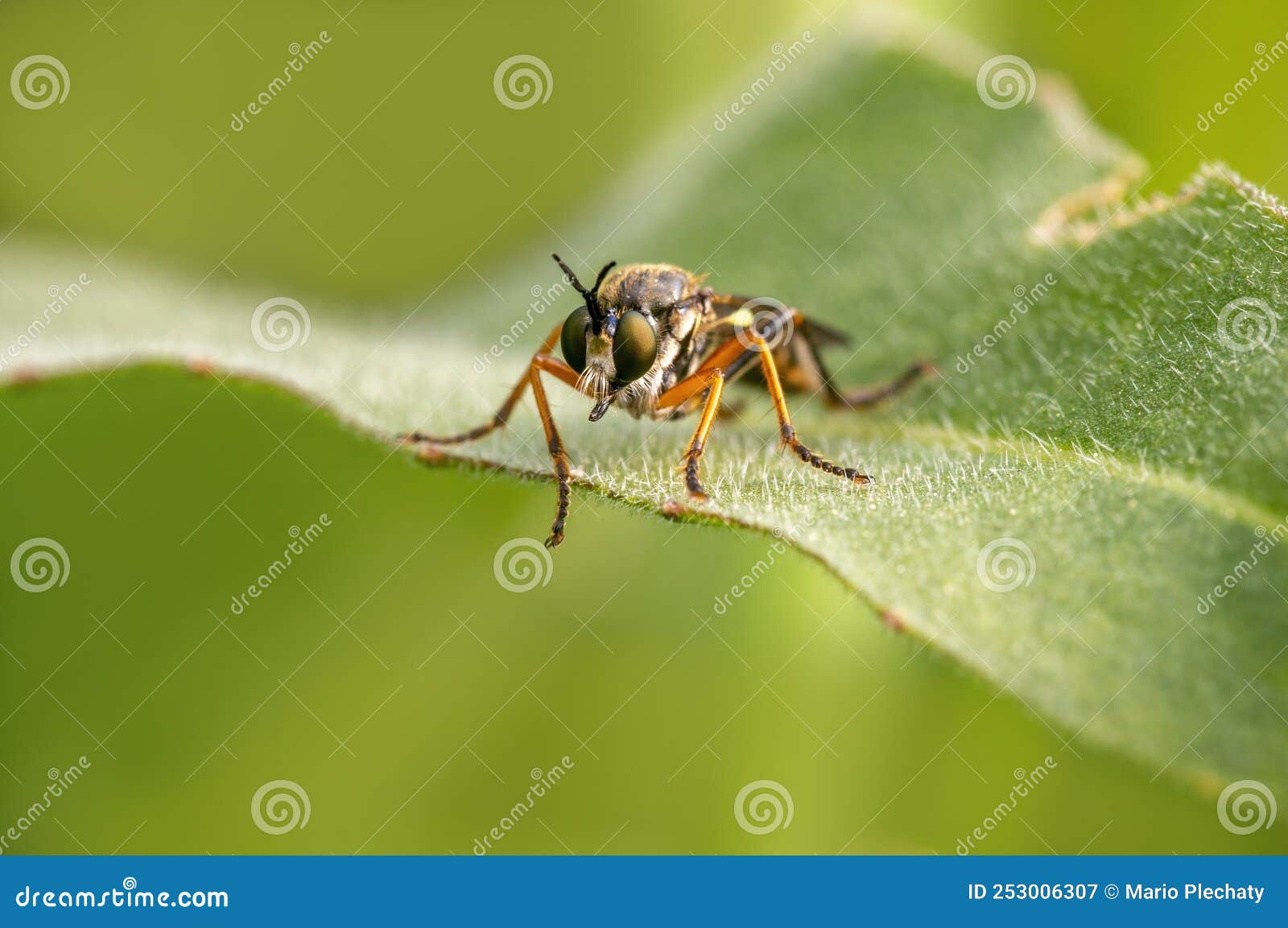 One Robber Fly Sits on a Leaf and Waits for Prey Stock Image Image of