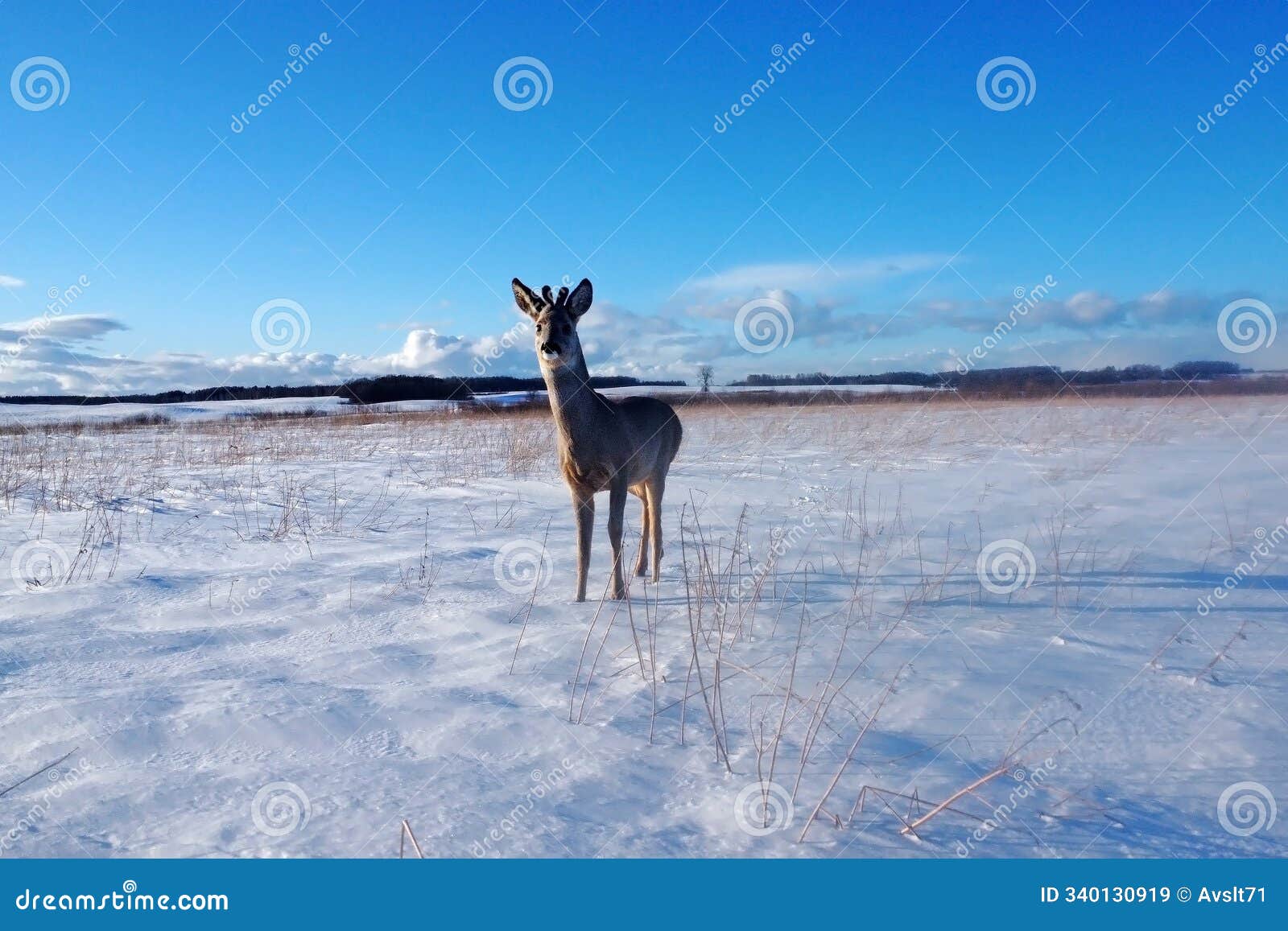 one roe deer on the snowy field.