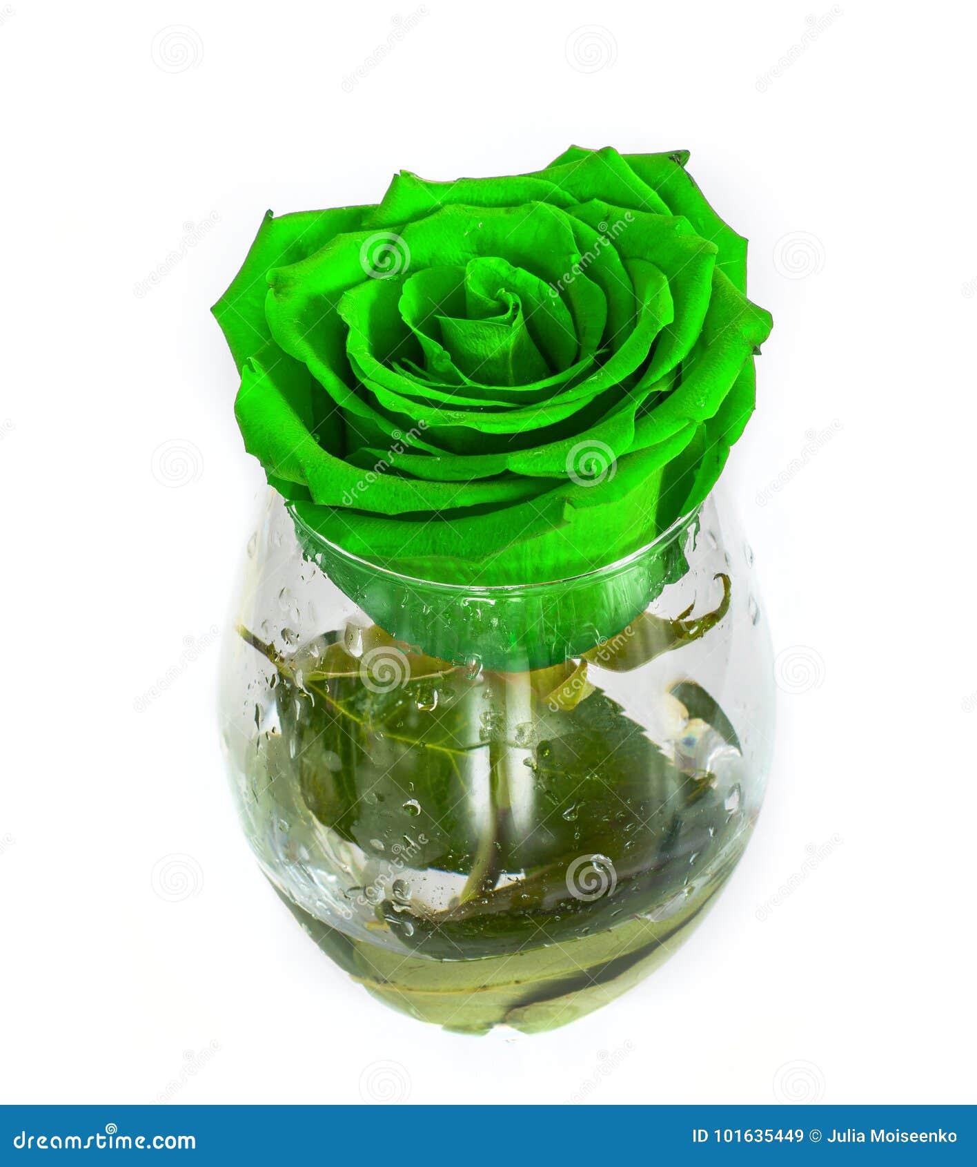 One Rose in a Glass on a White Background, Stock Image Image of