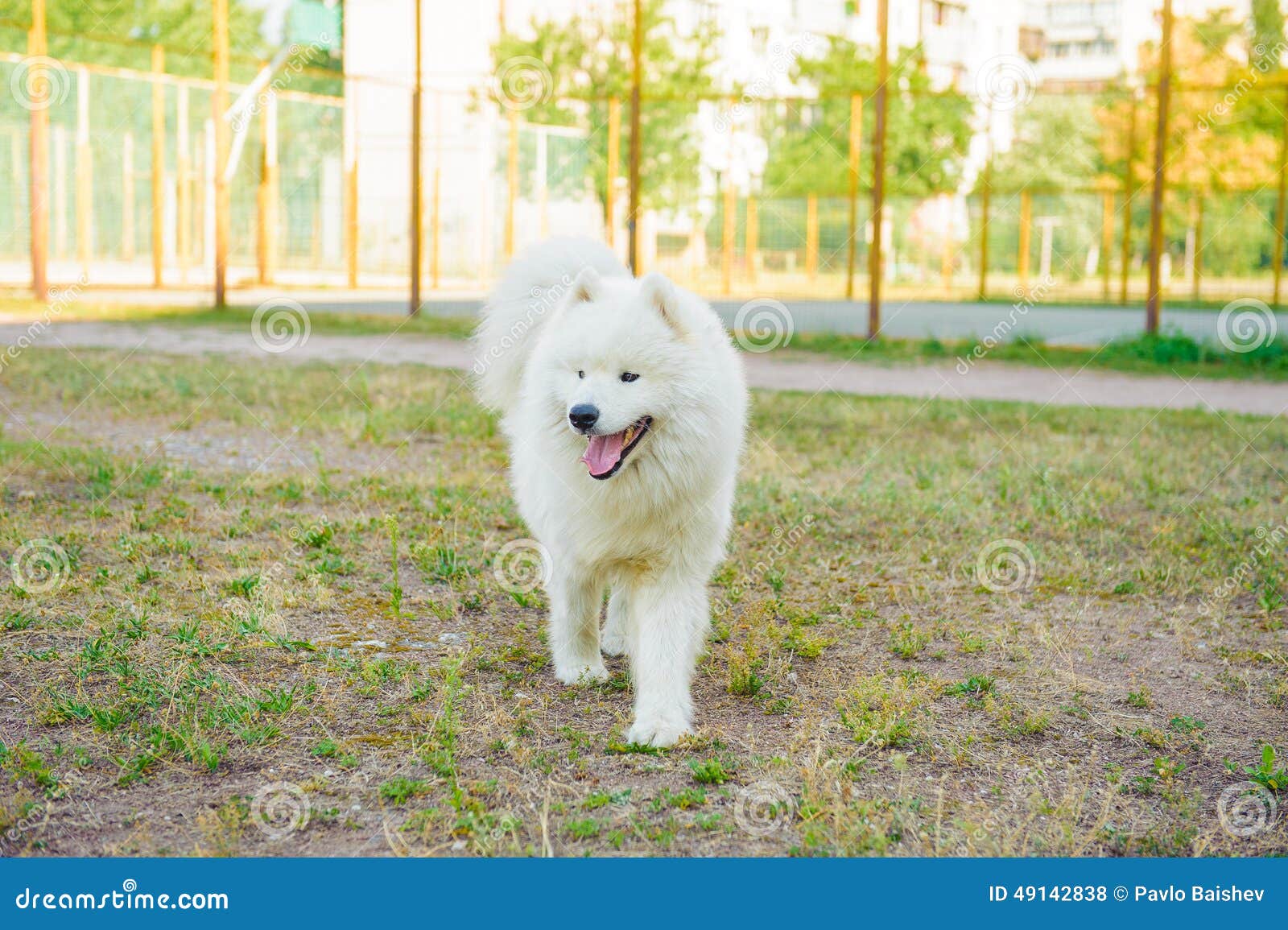 One samoed dog white in summer