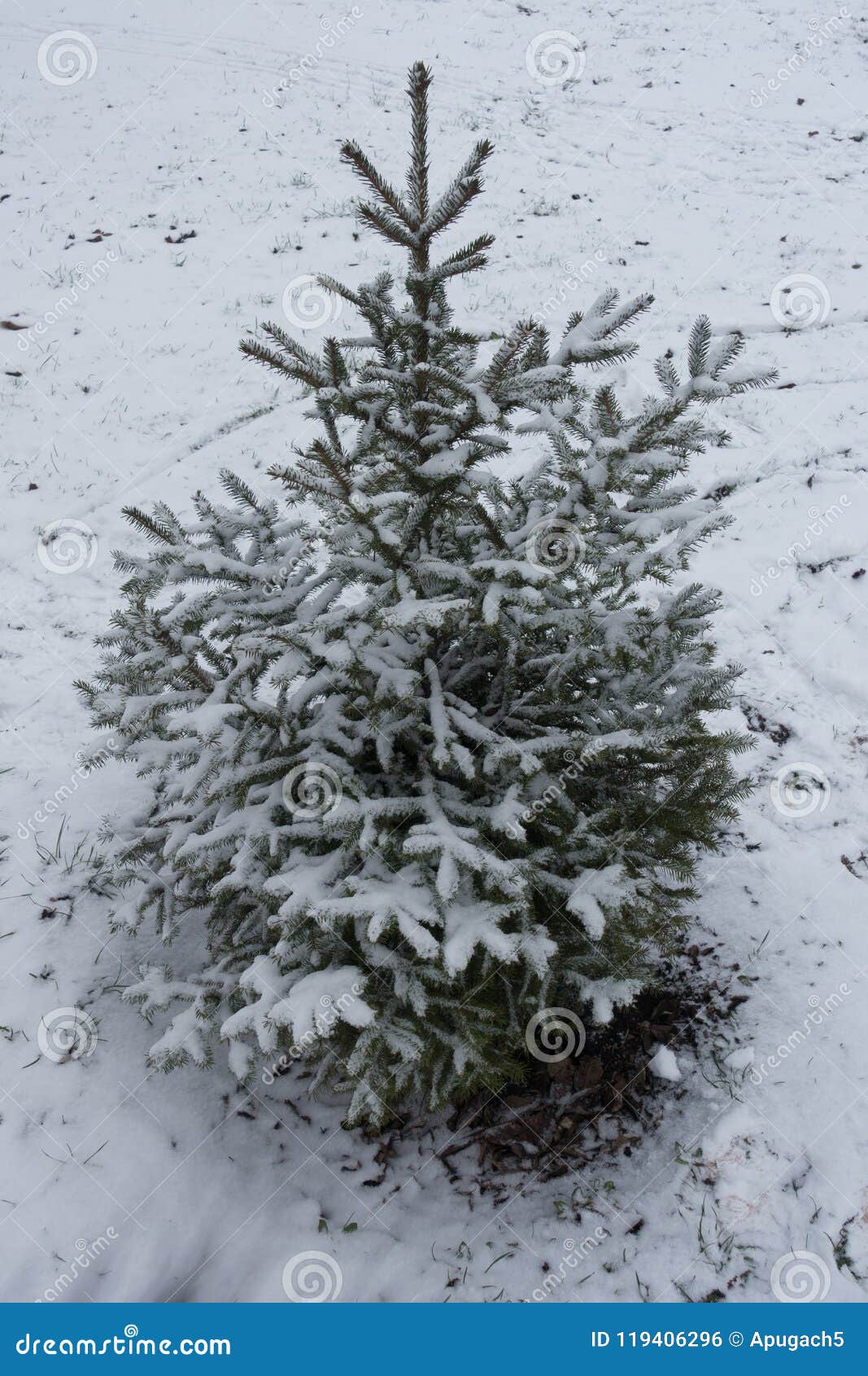 One Sapling of Spruce Covered with Snow Stock Photo Image of
