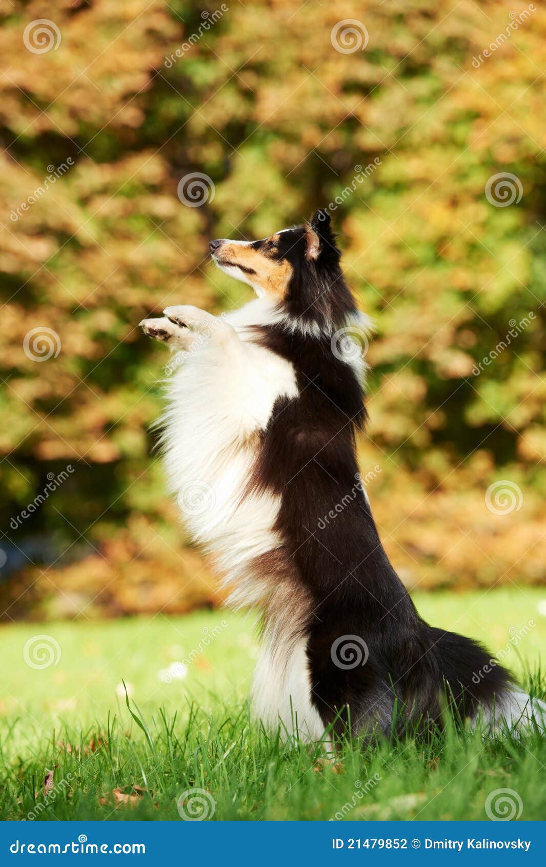 blonde sheltie