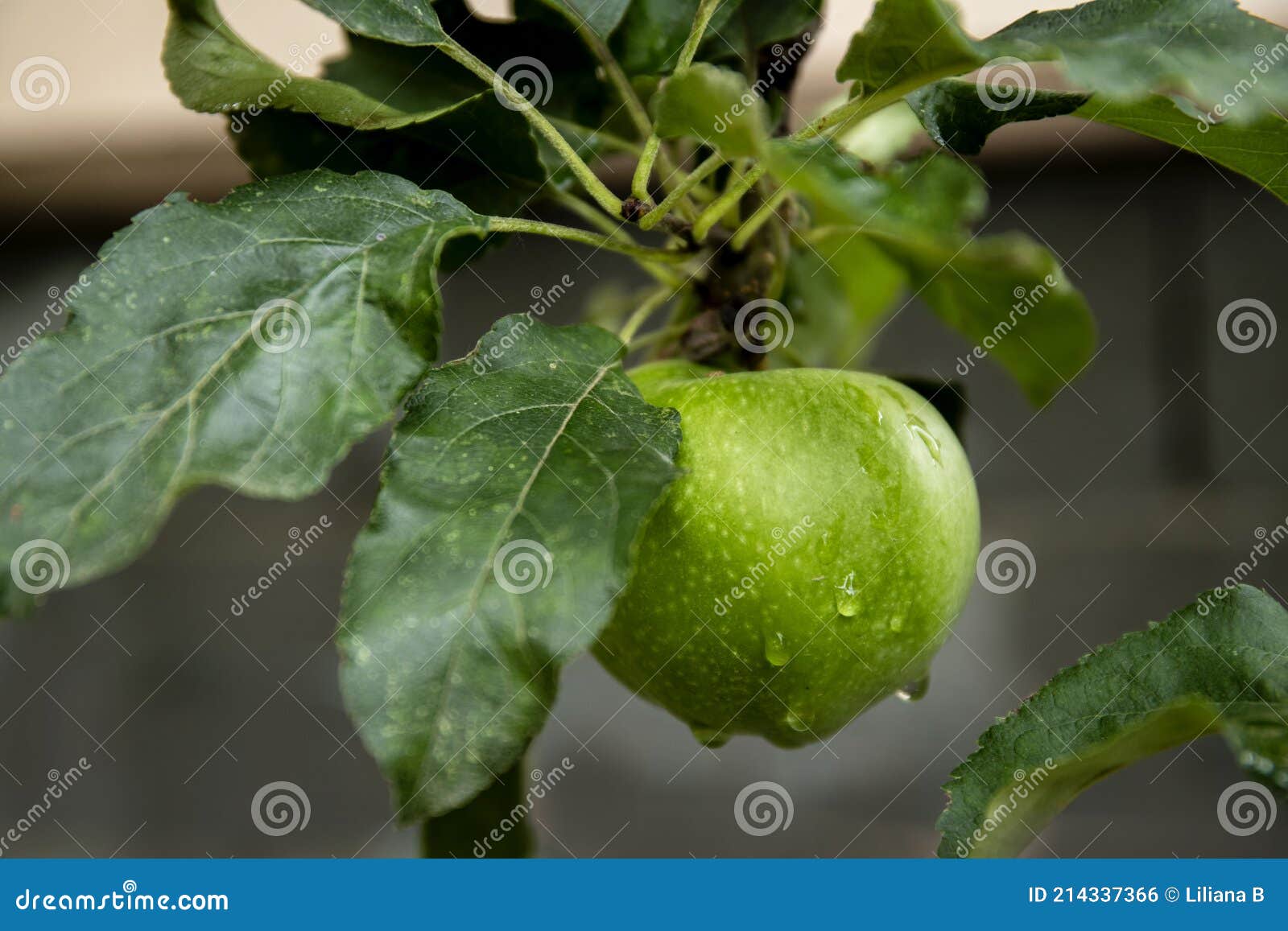 one single green apple hanging on the tree. granny smith apple in the rain.