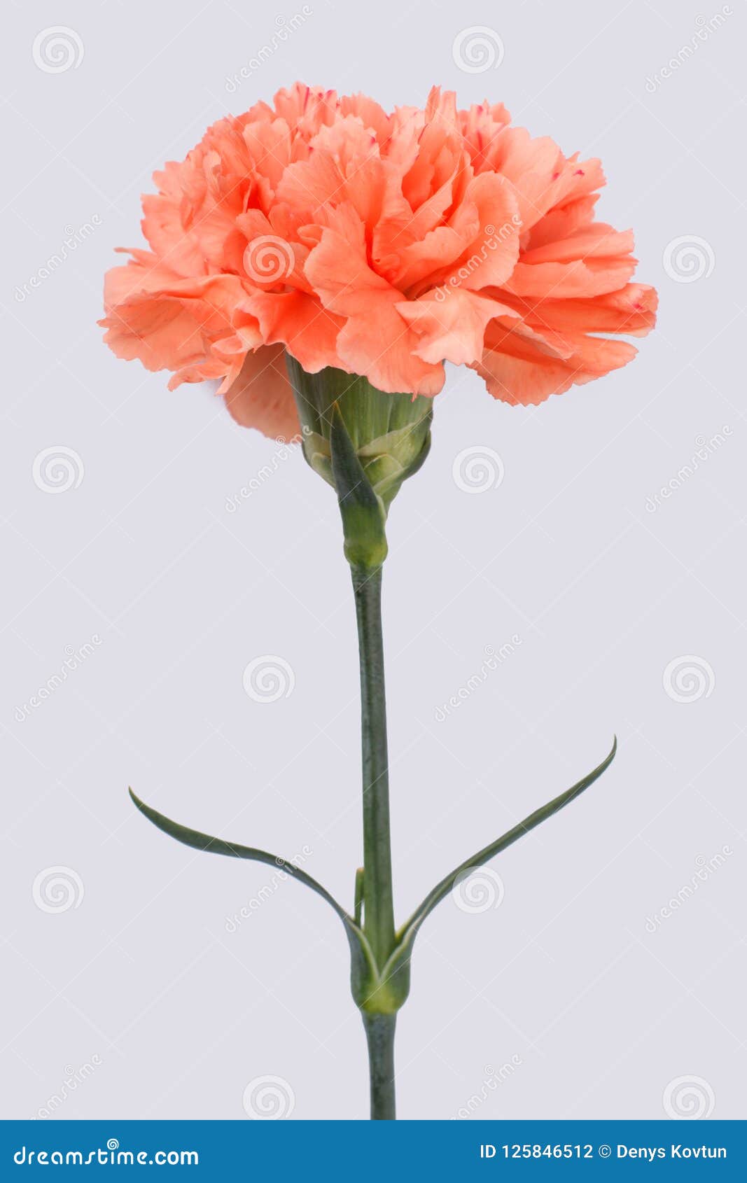 One Single Orange Carnation Flowers. Stock Photo Image of floral