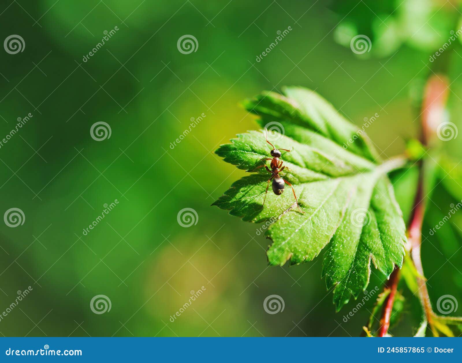 one small ants clamber on plant leaf. macro photo