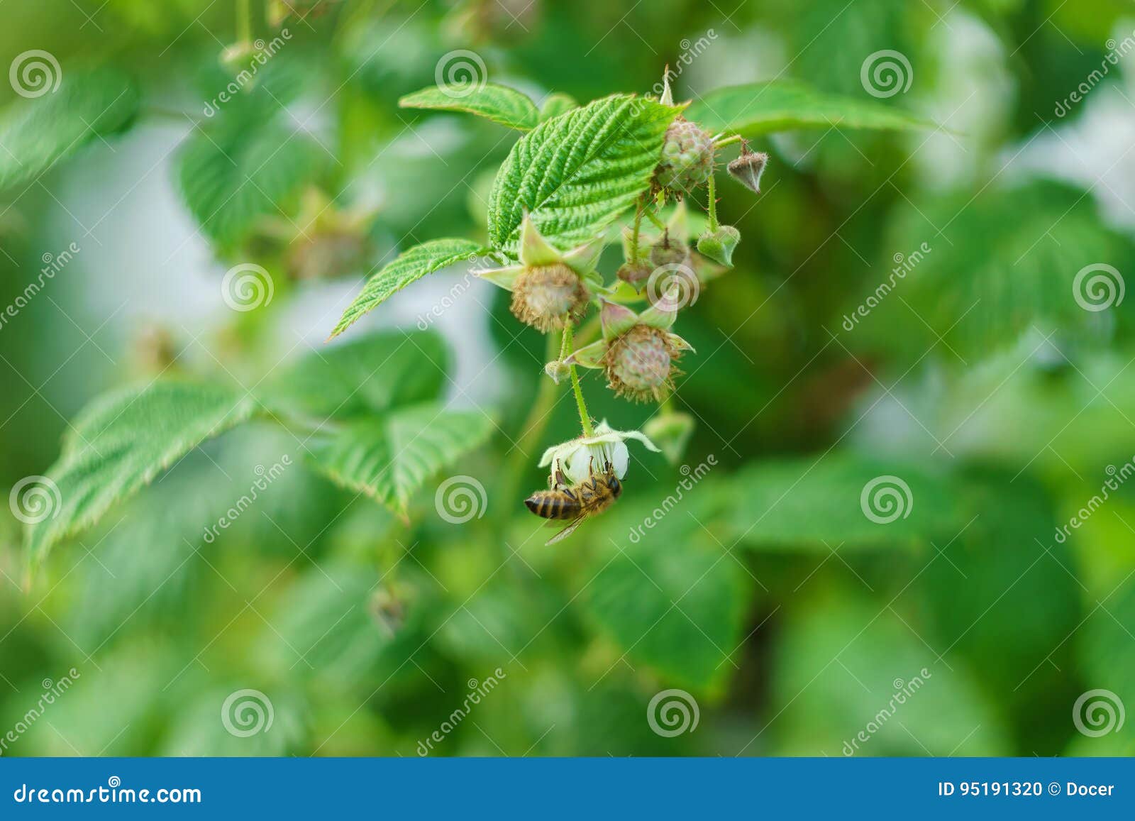 One Small Bee Pollination Flower on a Raspberry Cane Stock Photo