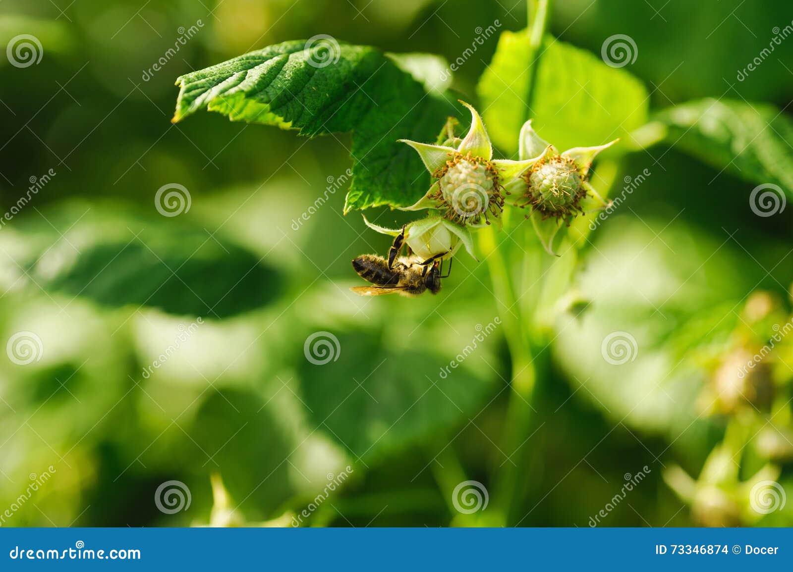 One Small Bee Pollination Flower on Raspberry Cane Stock Photo Image of pollinate, insect