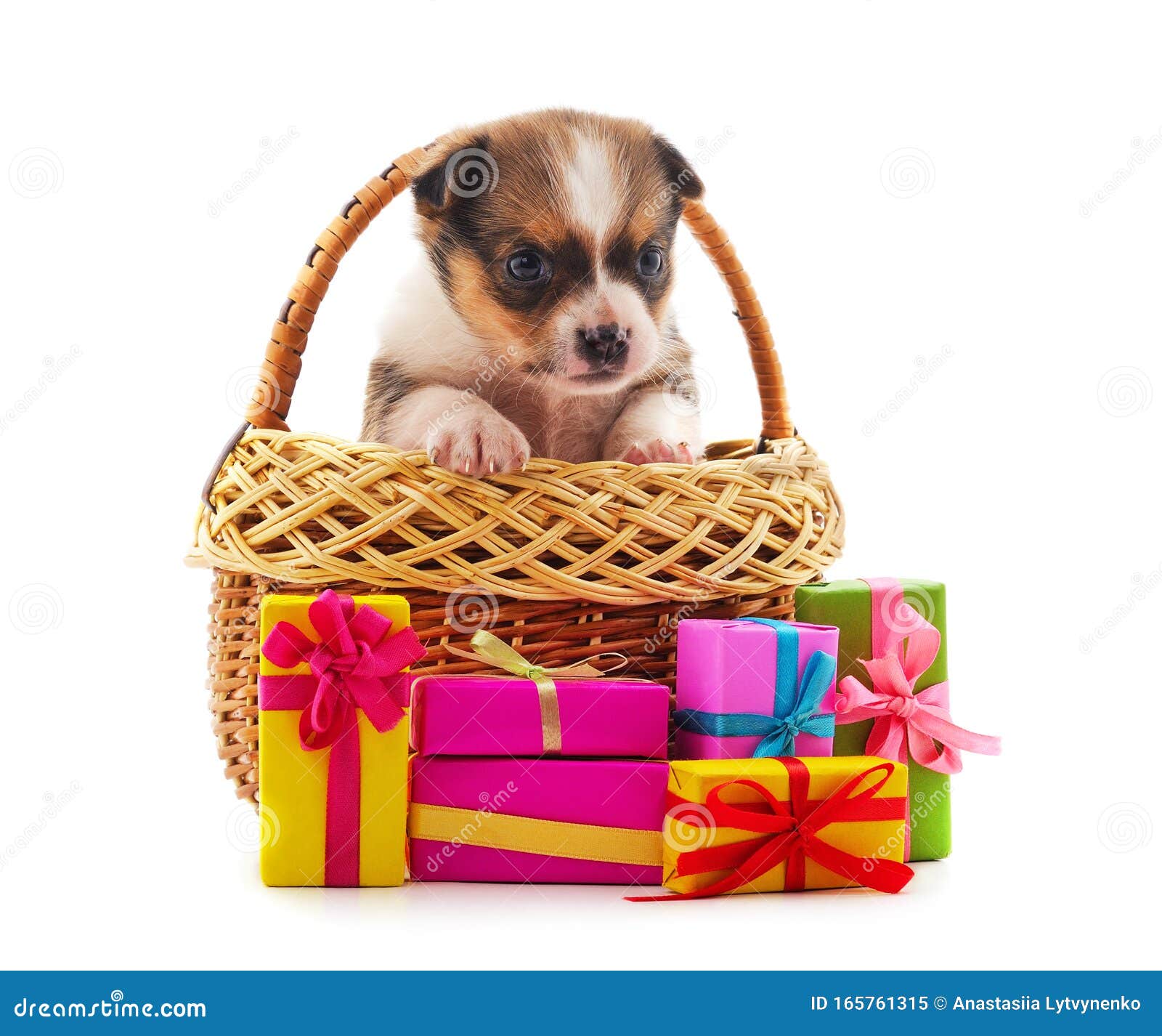 small dog basket