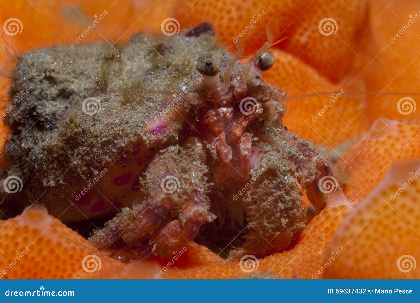 Sea Sponge Hermit Crab Stock Photos - Free & Royalty-Free Stock Photos from  Dreamstime