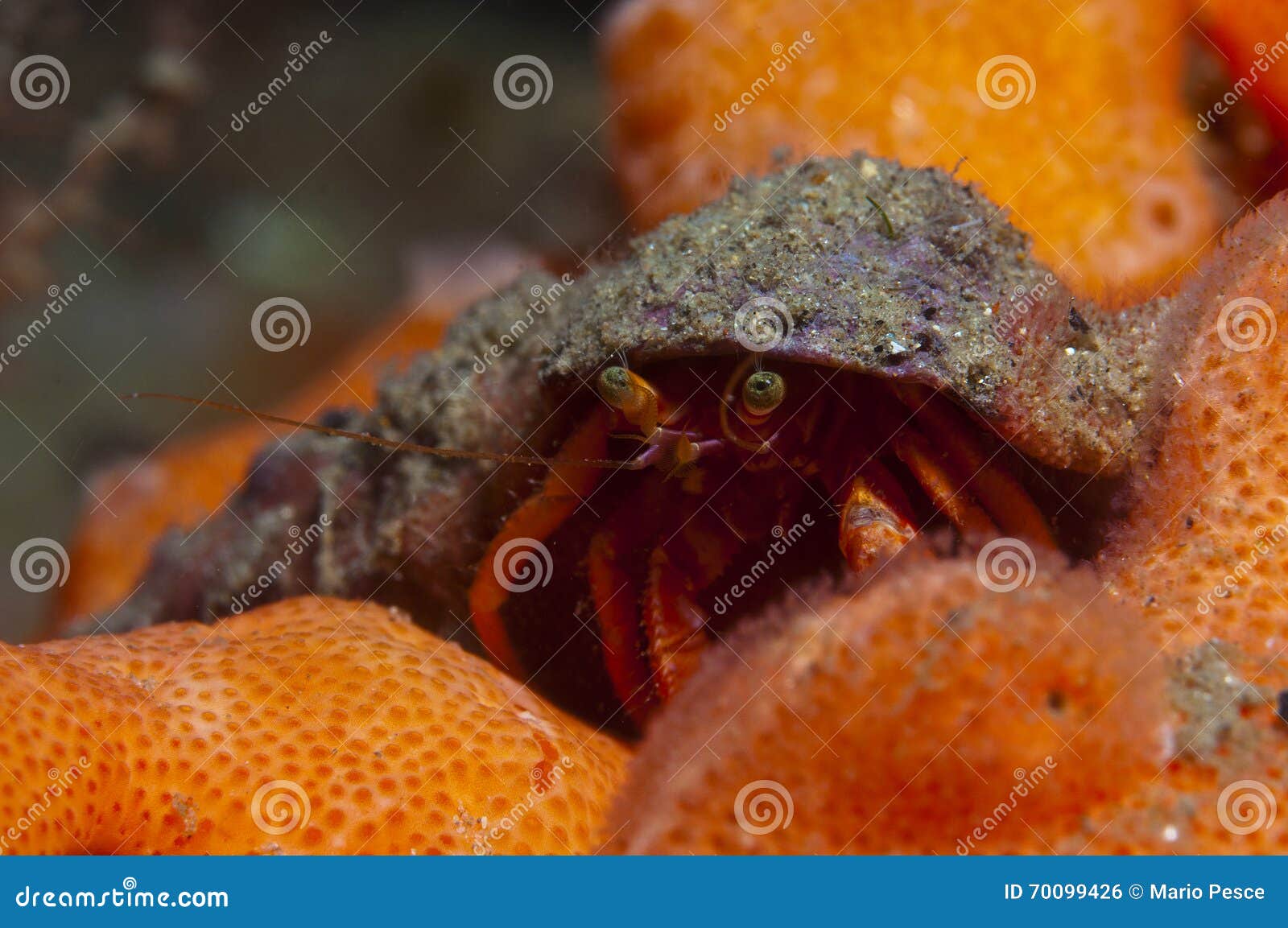 Sea Sponge Hermit Crab Stock Photos - Free & Royalty-Free Stock Photos from  Dreamstime