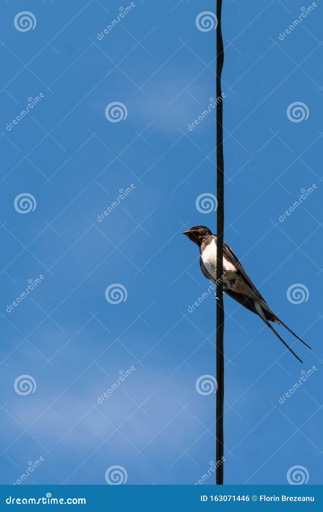 one small swallow bird resting on a wire - below, low angle