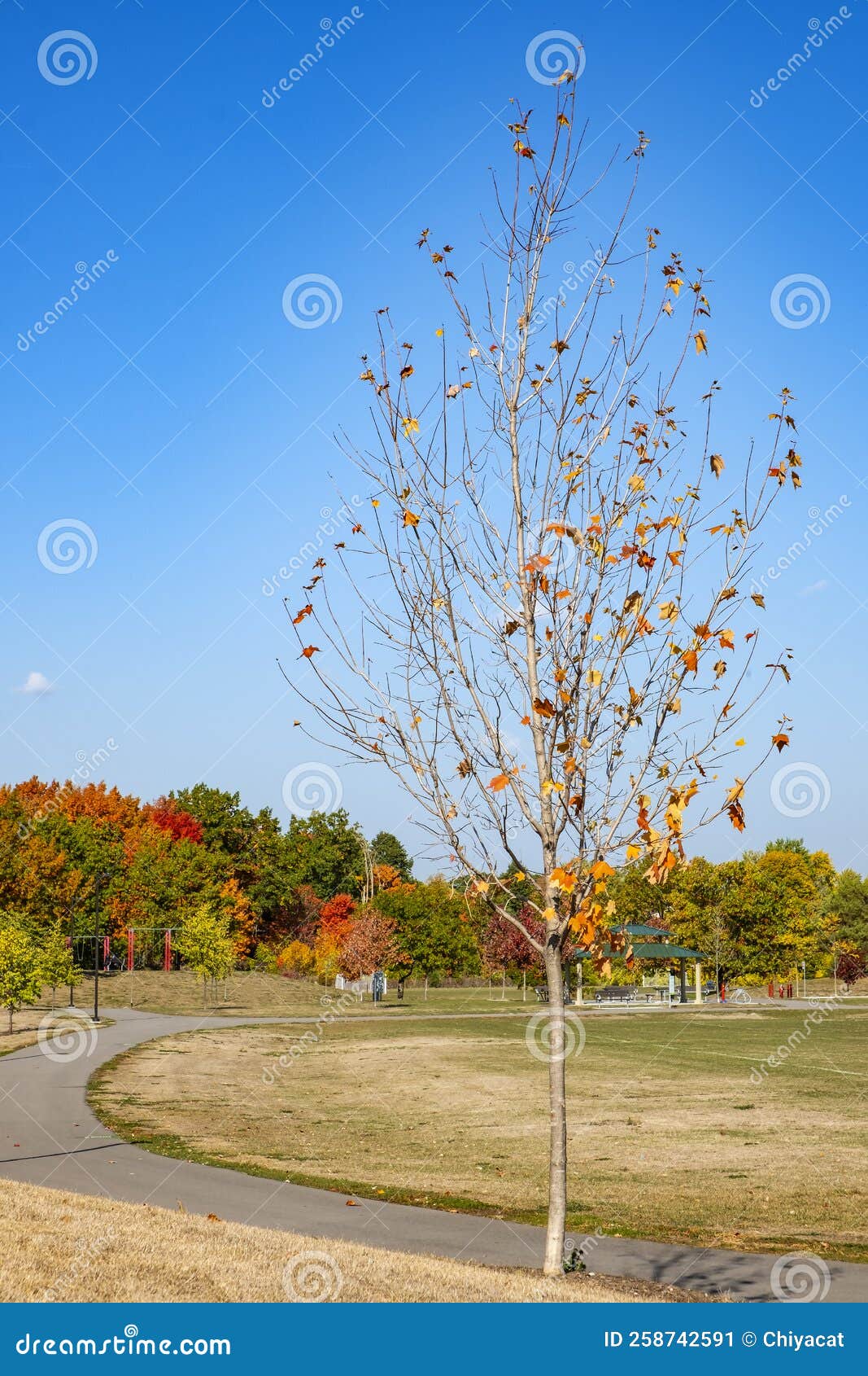 one small tree almost devoid of autumn leaves beside a small track and field area