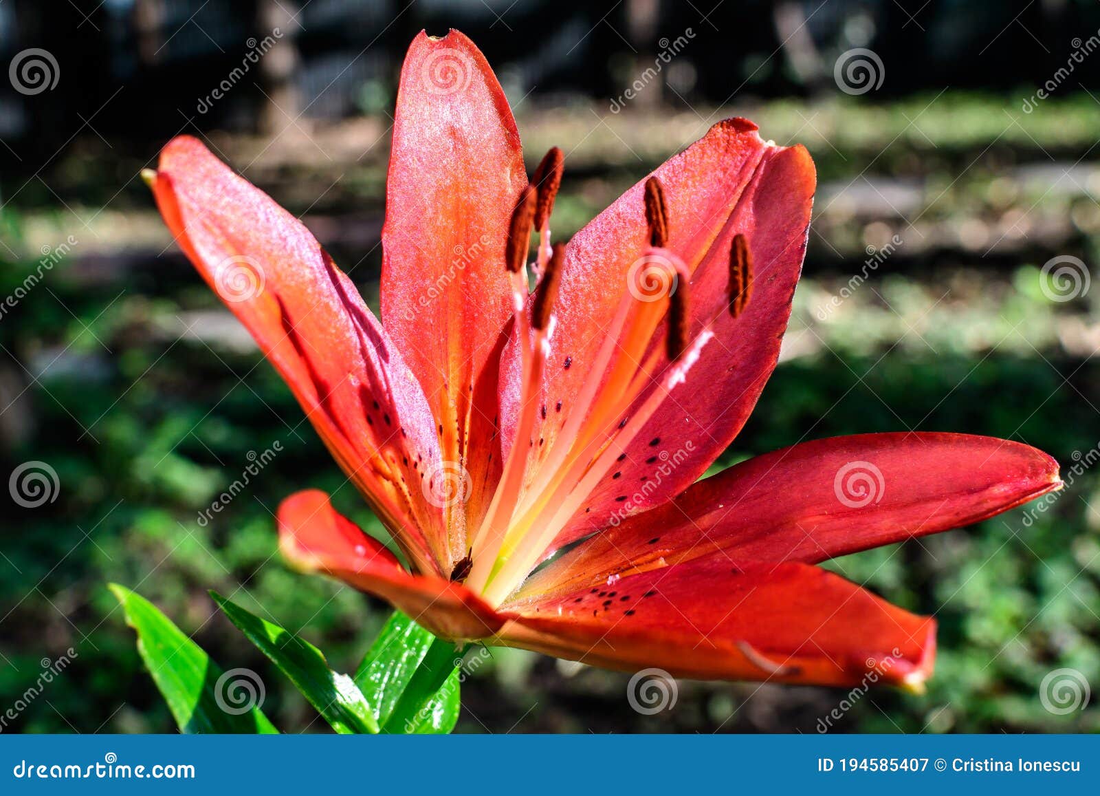 Lilium the one Who is