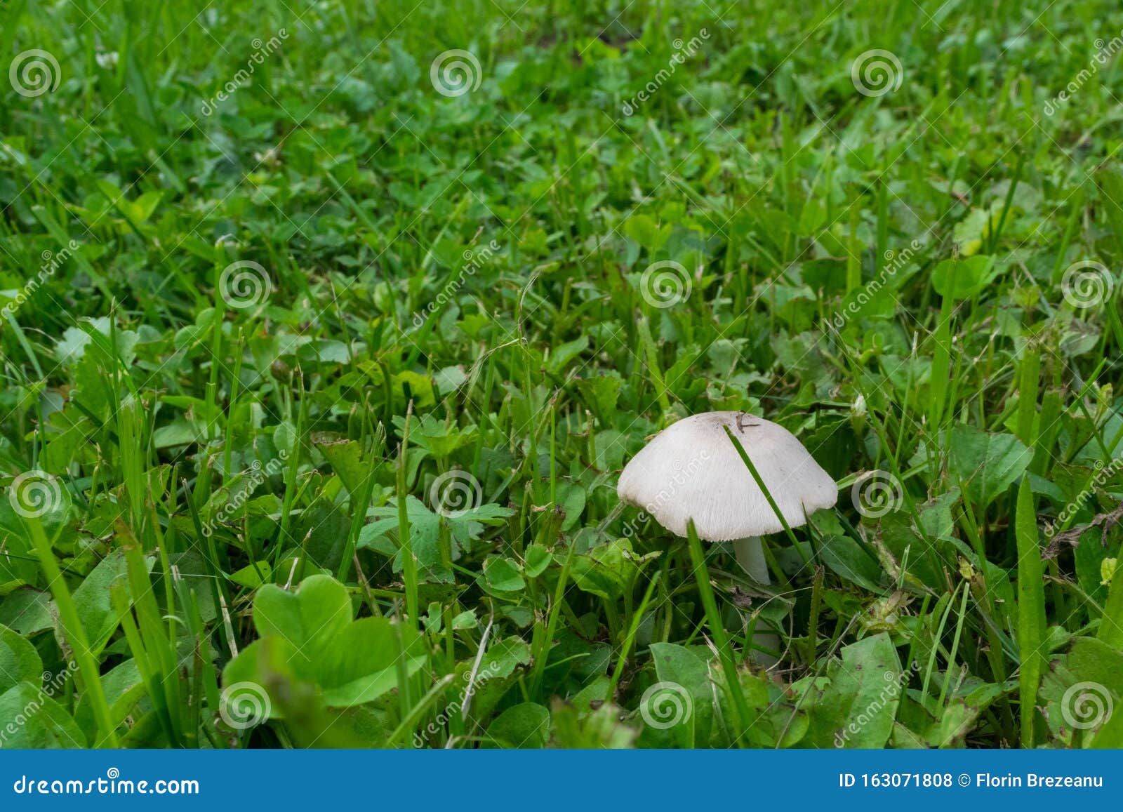 One Small White Mushroom Growing in the Green Lawn Stock Photo Image of outdoors, flora 163071808