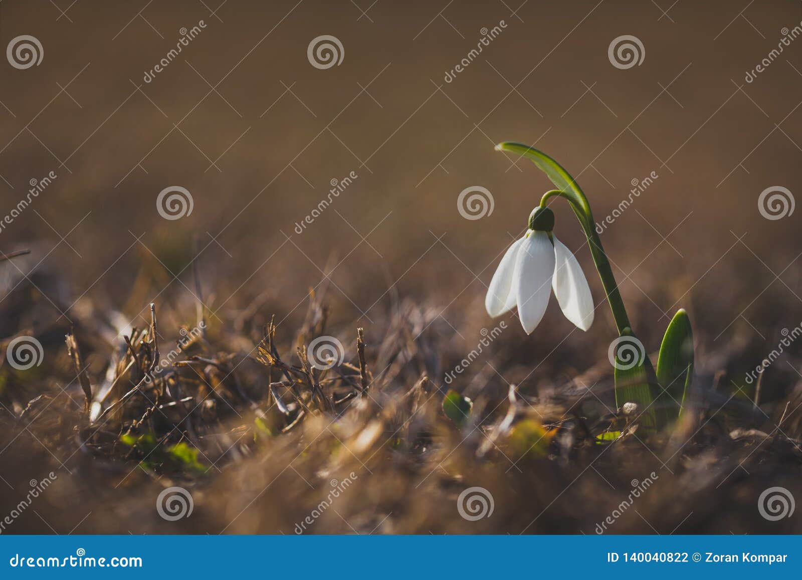 one snowdrops flower galanthus nivalis at spring  on brown dried grass with blurred backgroung. the first spring flower
