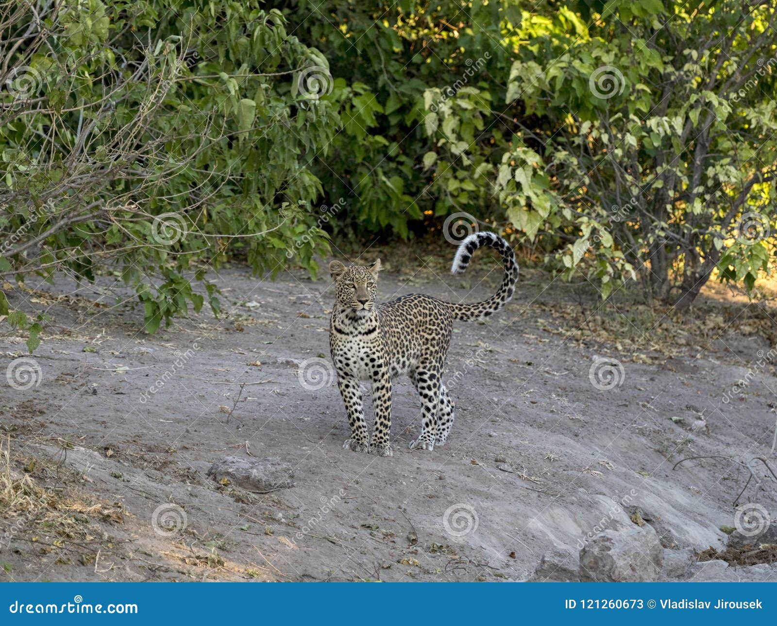 south african leopard, panthera pardus shortridge, is very rare in chobe national park, botswana